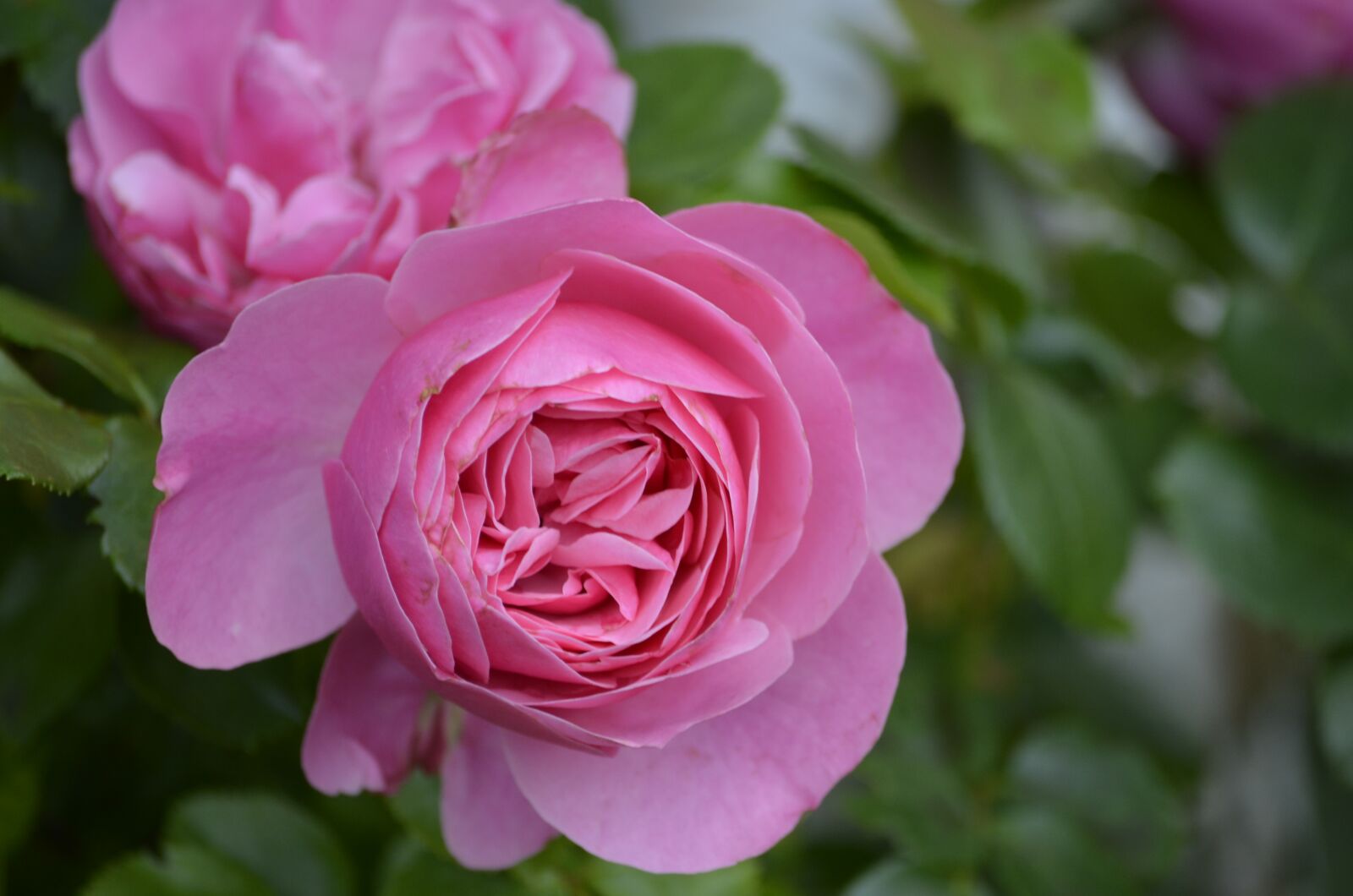 Nikon D5100 sample photo. Pink, rose, flower photography