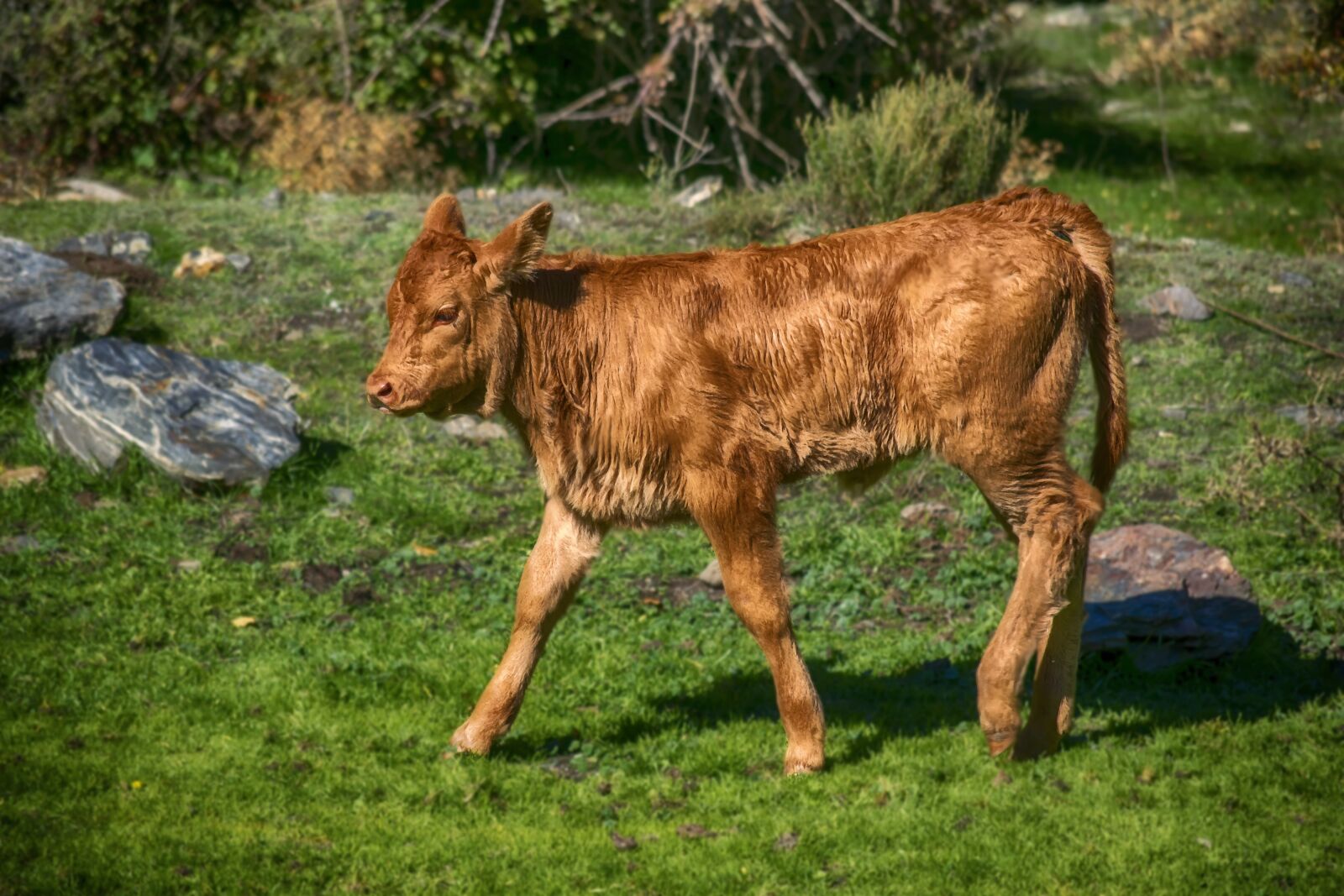 Nikon D3300 sample photo. Veal, field, animals photography