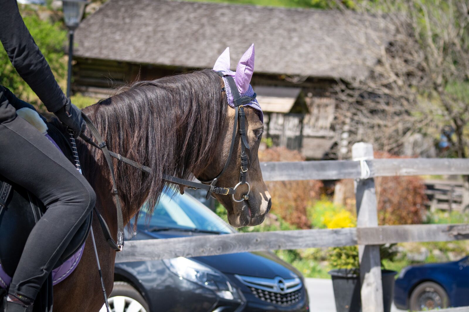 Nikon D7100 sample photo. Horse, pony, ride photography