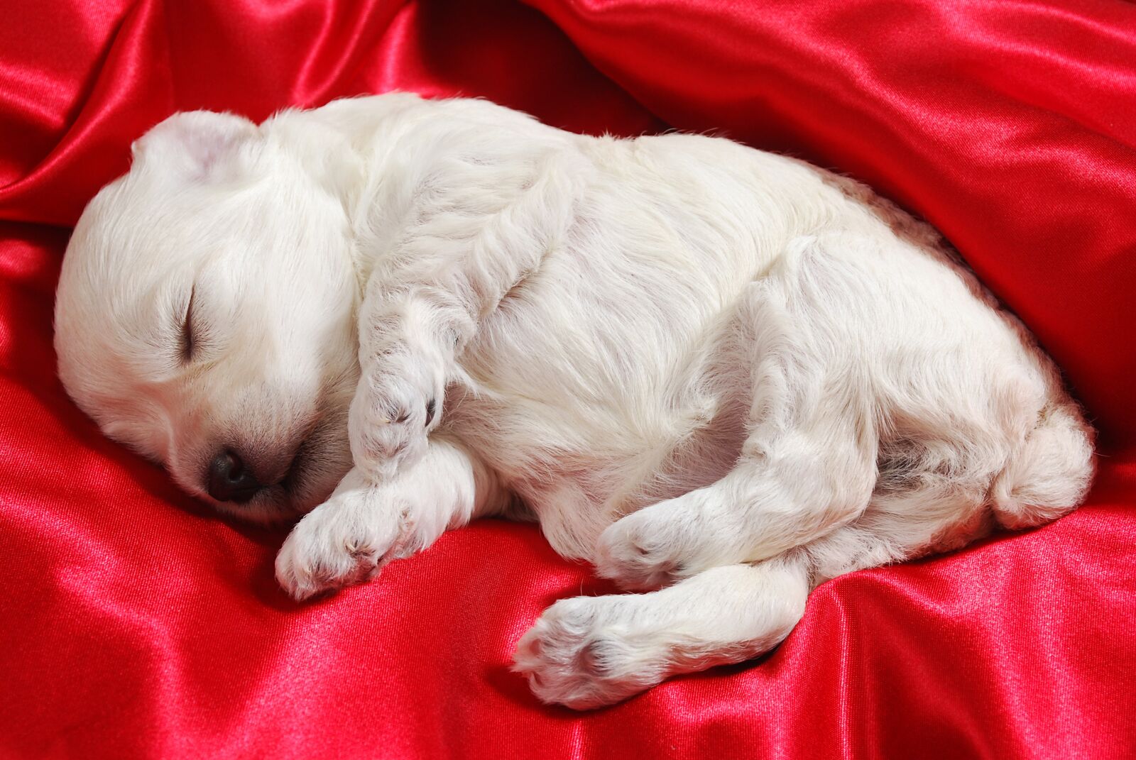 Nikon D60 sample photo. Puppy, dog, friend photography