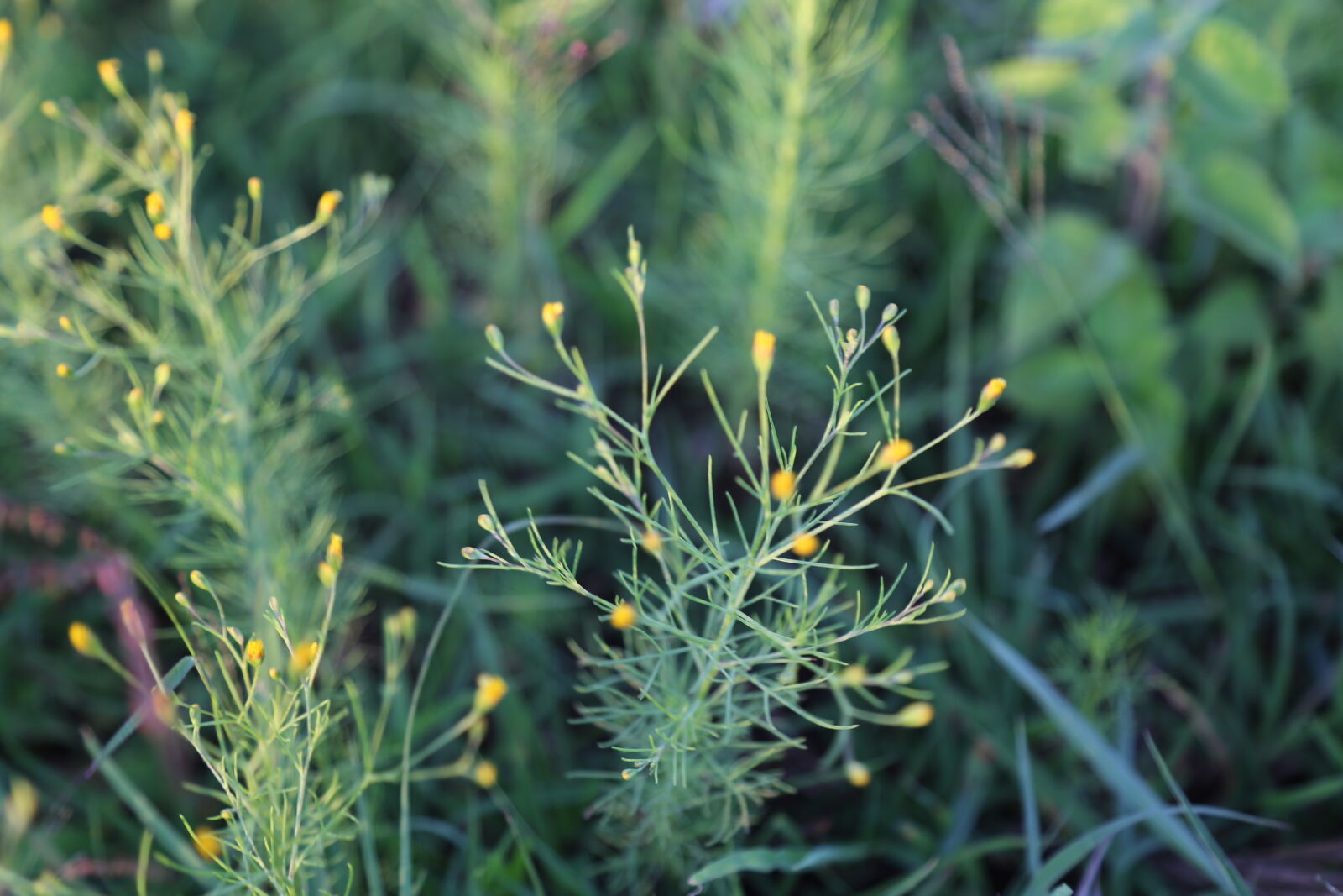 Canon EOS 6D sample photo. Grass, yellow photography