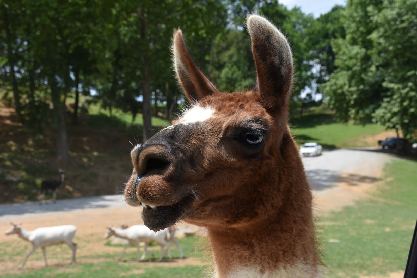 Nikon D7200 sample photo. Lama, brown, llama photography