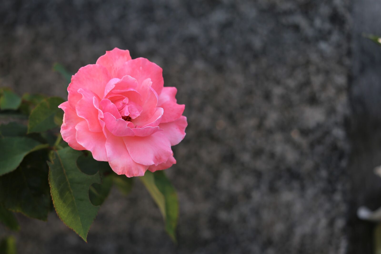 Canon EF 70-300 F4-5.6 IS II USM sample photo. Pink rose, bloom, flower photography