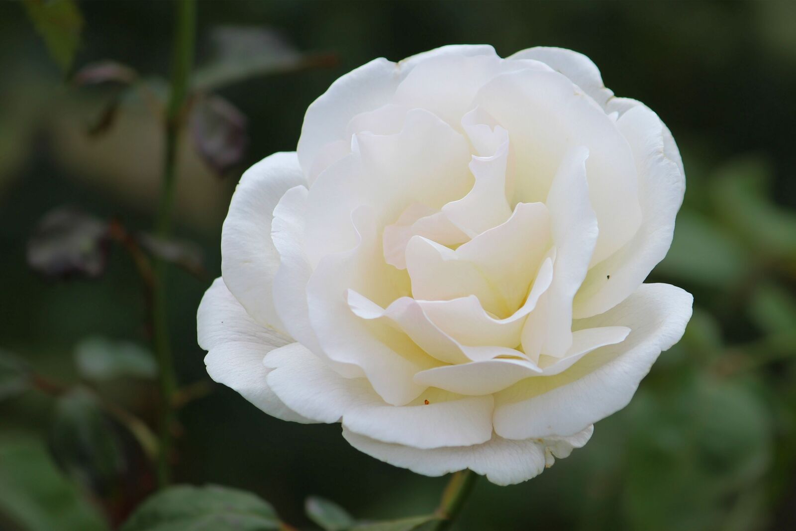 Canon EF-S 55-250mm F4-5.6 IS II sample photo. Rose, fashion rose, blossom photography
