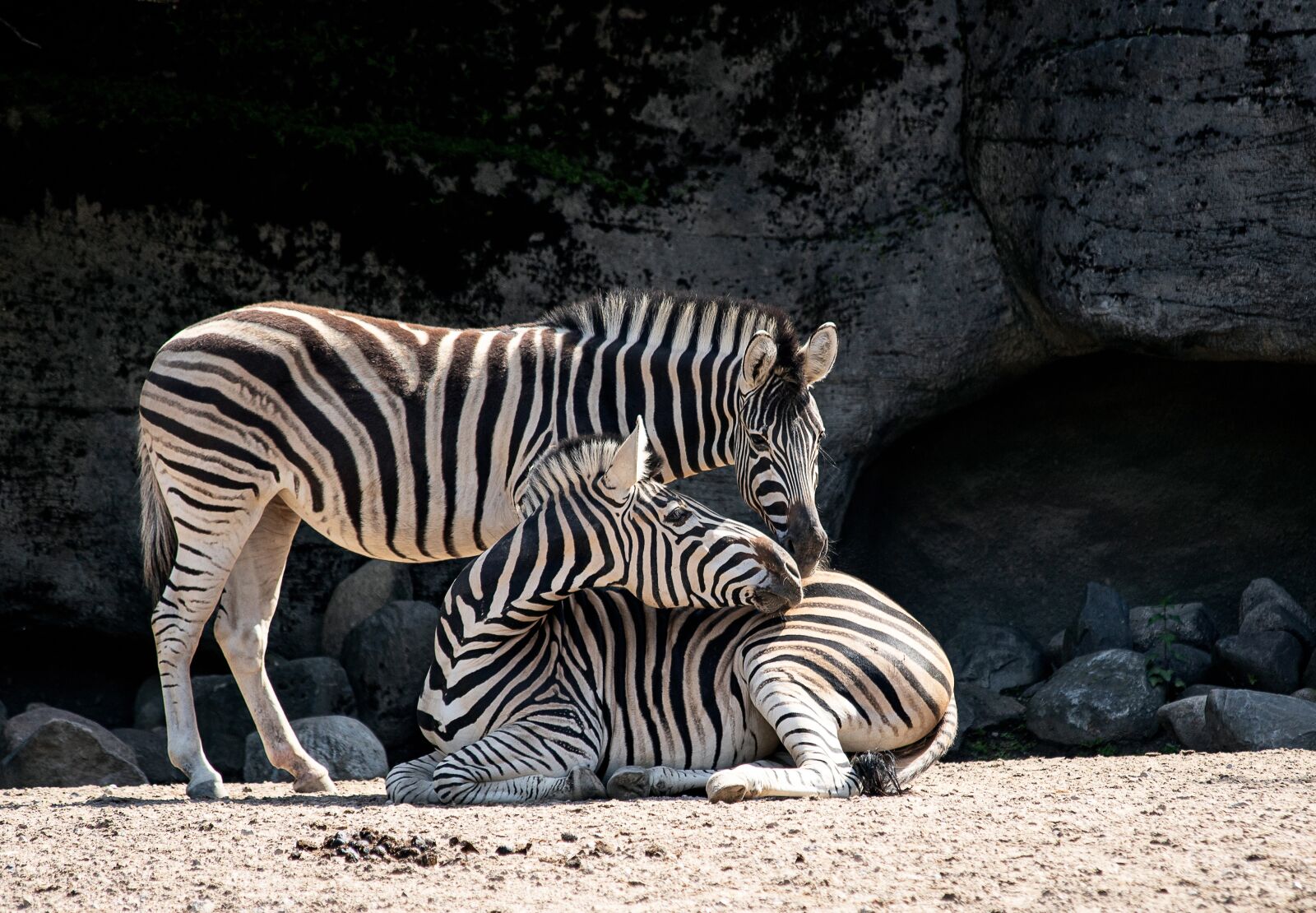 Canon EOS 6D Mark II sample photo. Zebra, mammal, animal photography