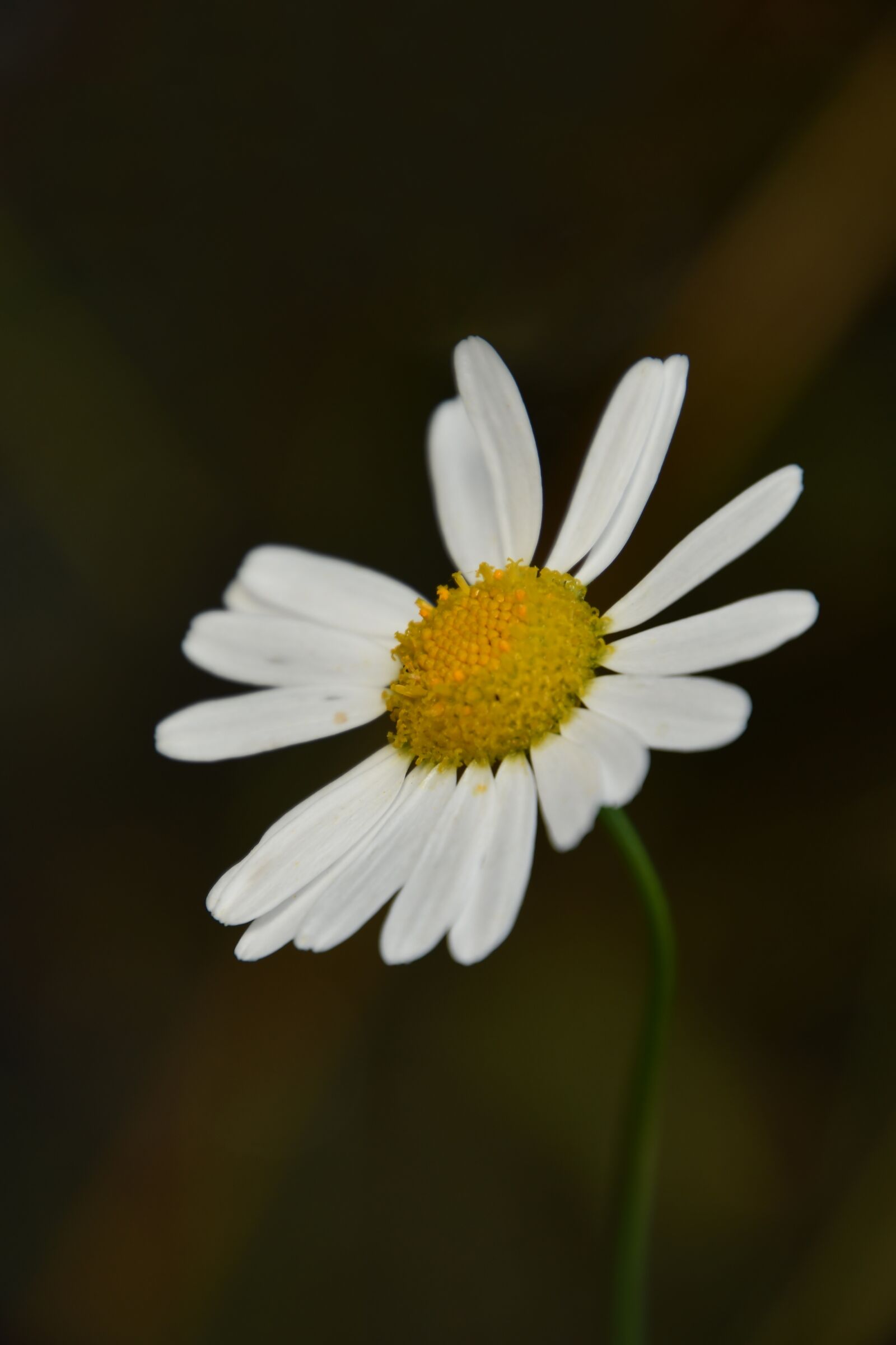 Nikon D7500 sample photo. Chamomile, herb, petals photography