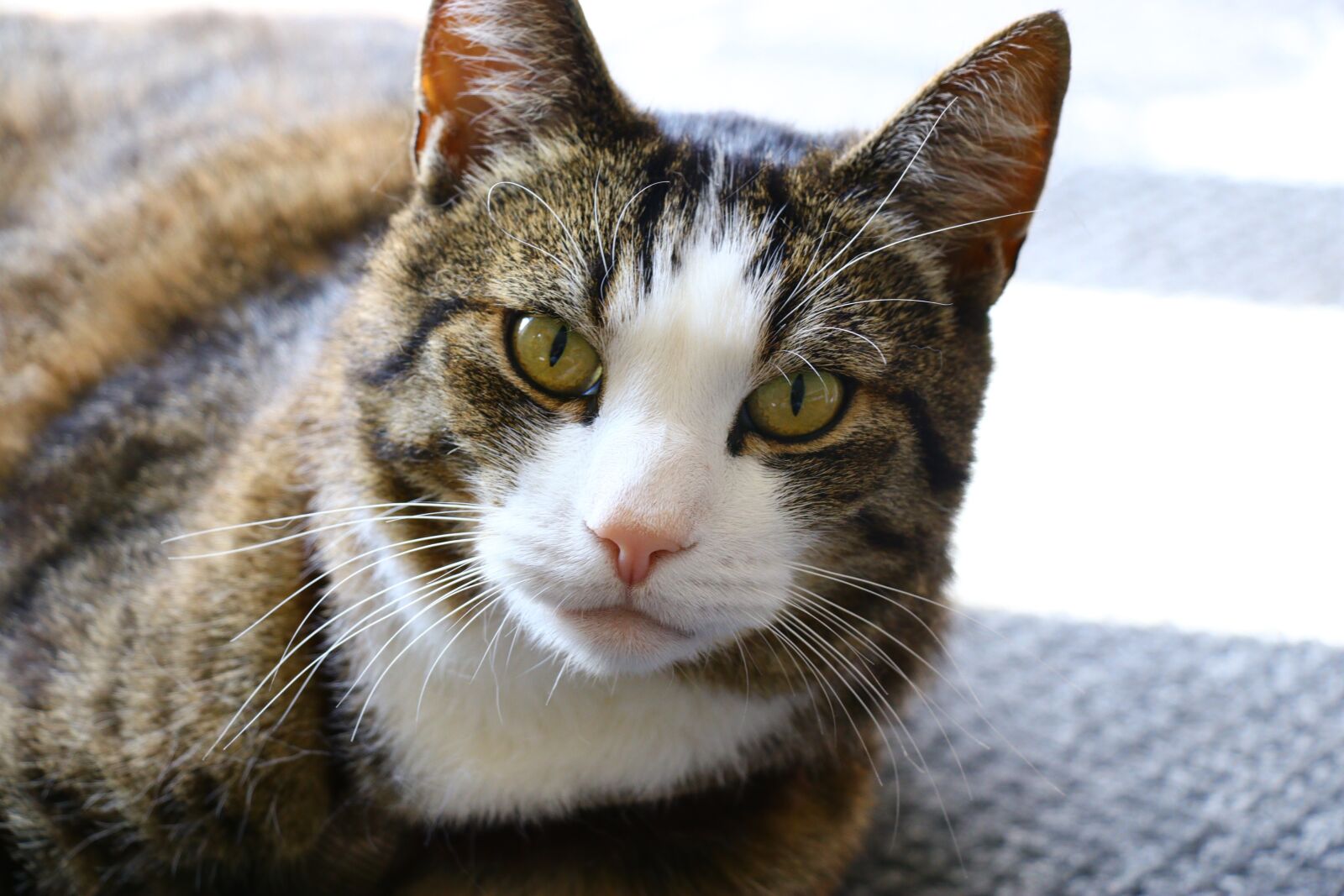 Canon EF-S 18-135mm F3.5-5.6 IS USM sample photo. Cat, pet, cuddly photography