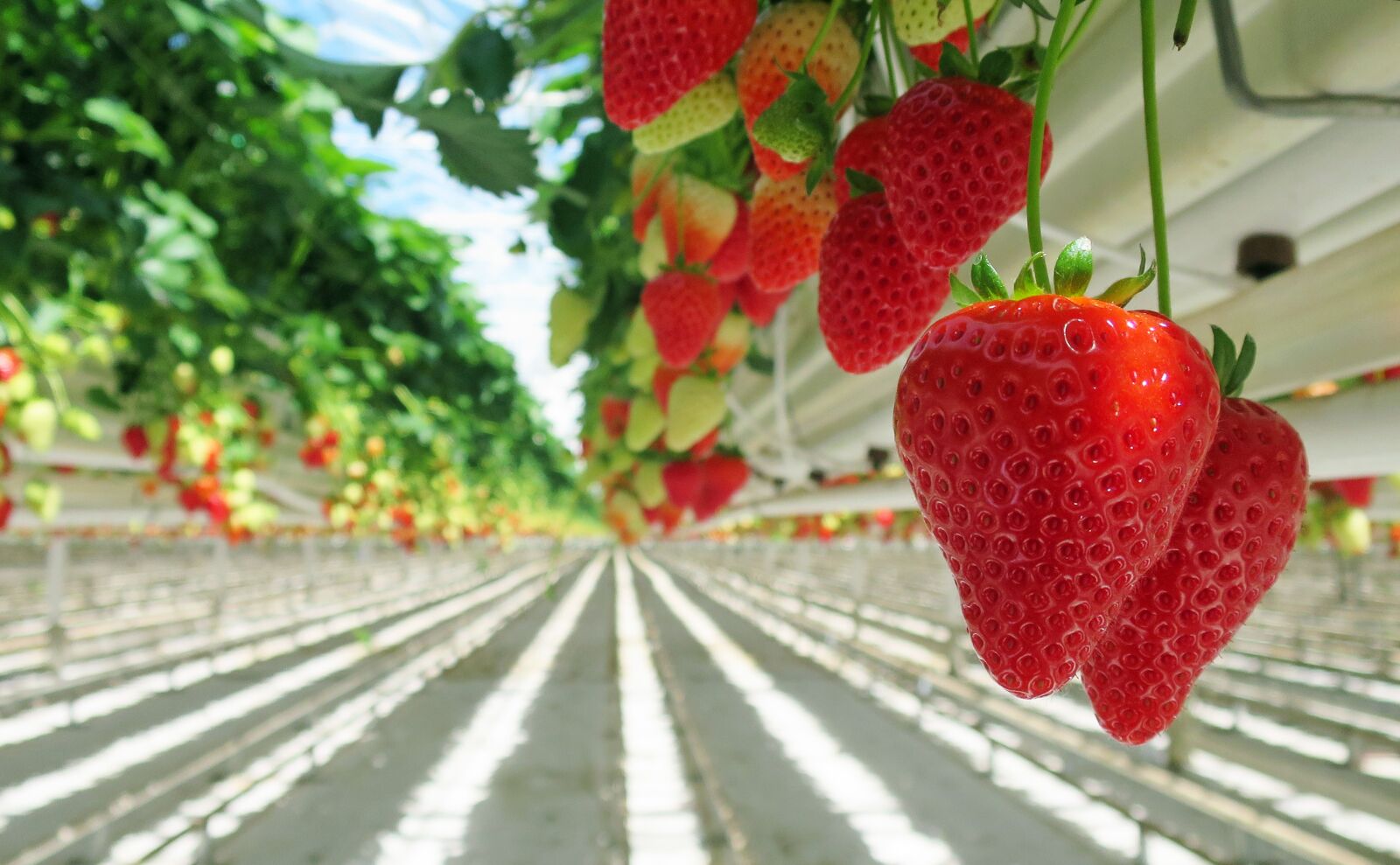 Canon PowerShot S120 sample photo. Strawberry, strawberries, red photography