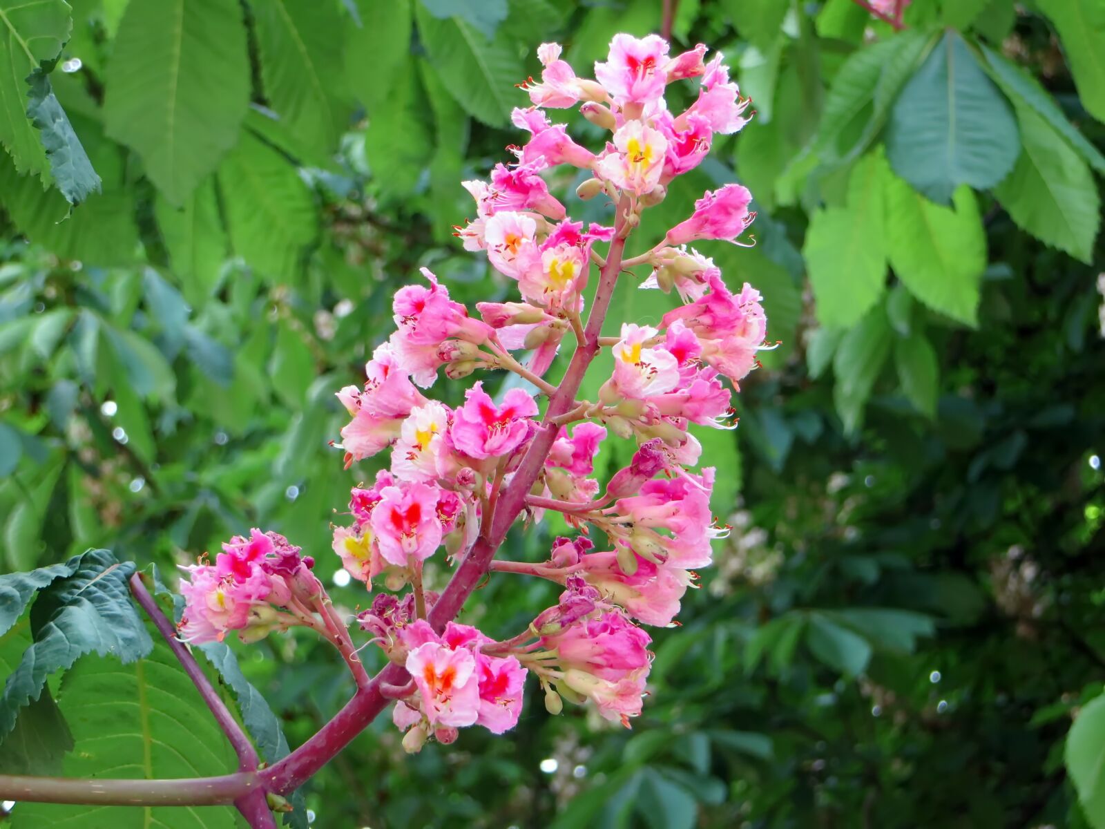 Canon PowerShot SX270 HS sample photo. Horse chestnut, pink, briot photography