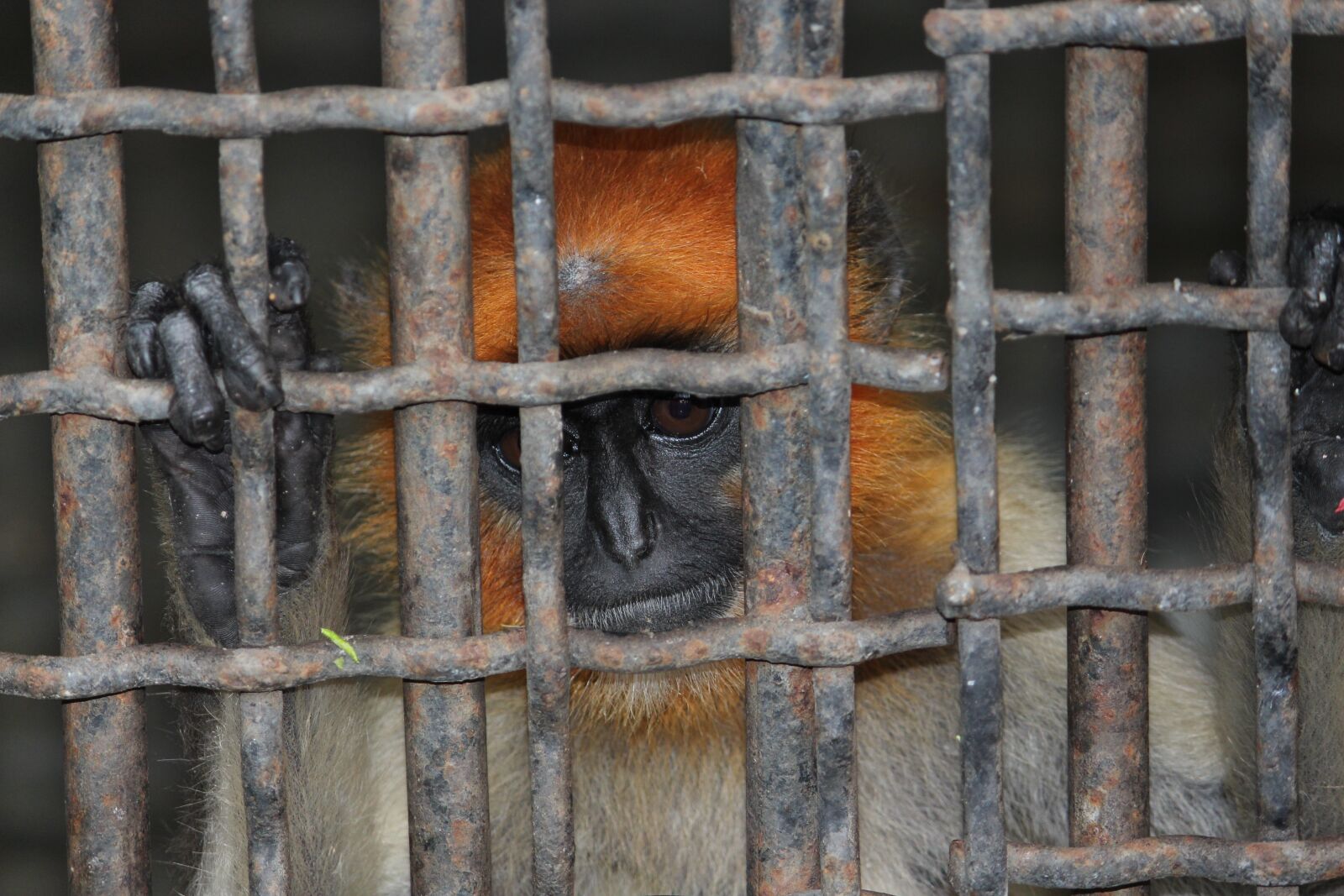 Canon EOS 700D (EOS Rebel T5i / EOS Kiss X7i) sample photo. Fence, cage, jail photography