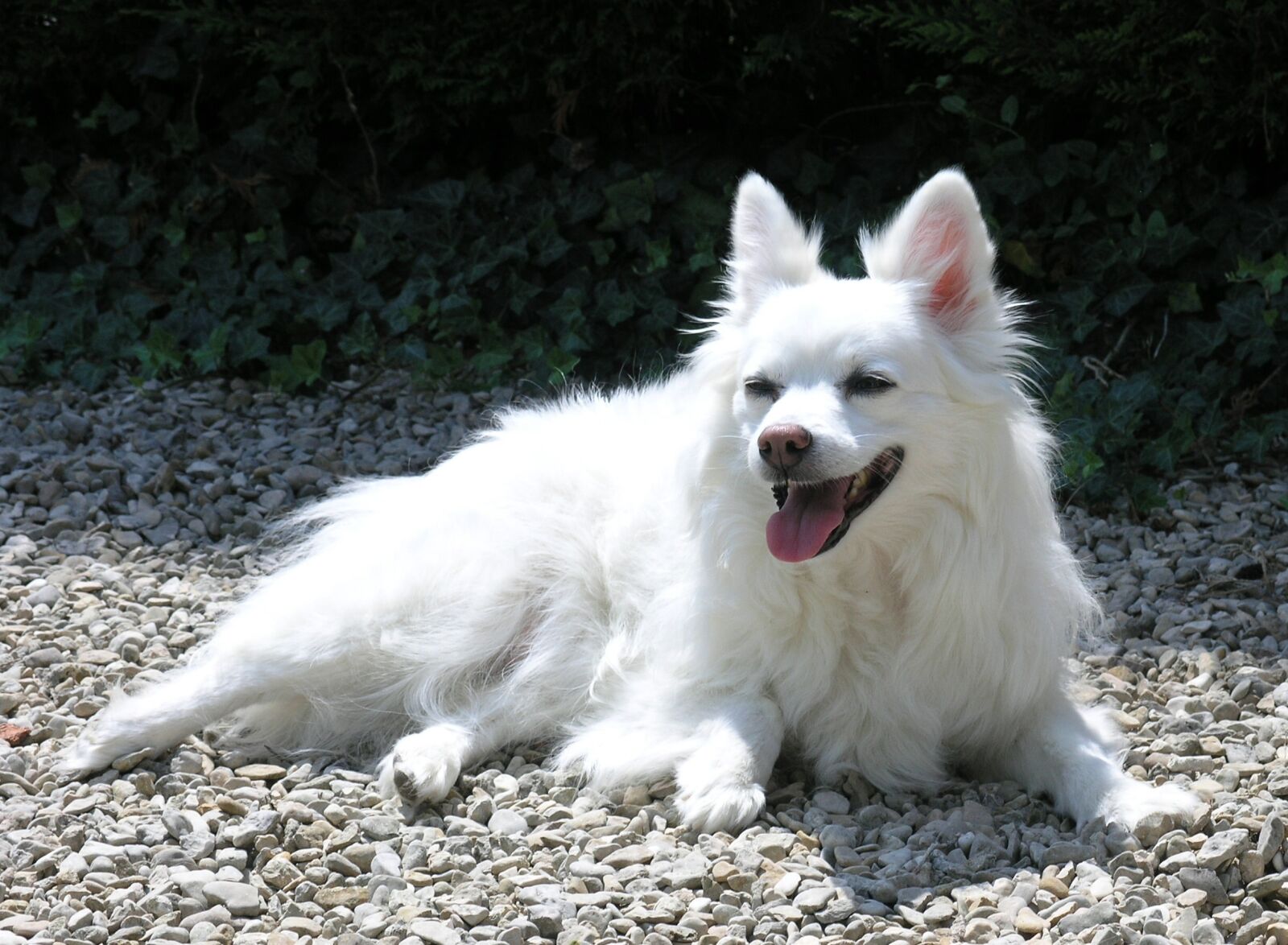 Olympus C8080WZ sample photo. Dog, white, canine photography