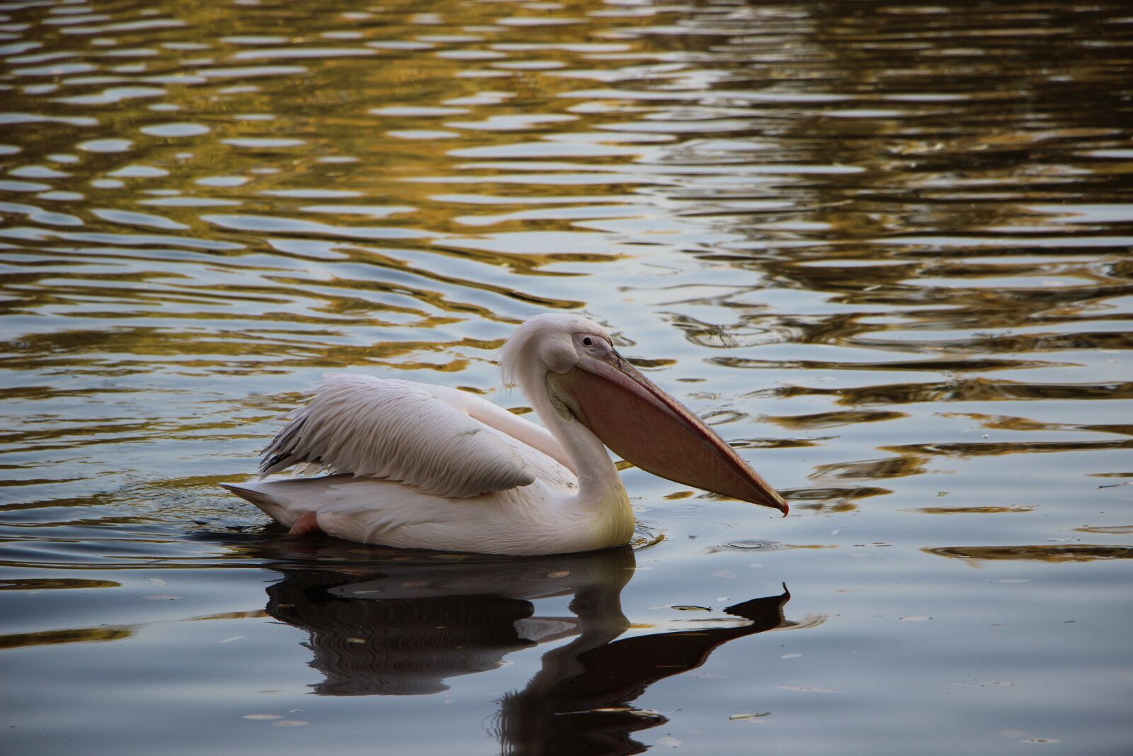 Canon EOS 600D (Rebel EOS T3i / EOS Kiss X5) + Canon EF-S 18-135mm F3.5-5.6 IS STM sample photo. Bird, water bird, pelican photography