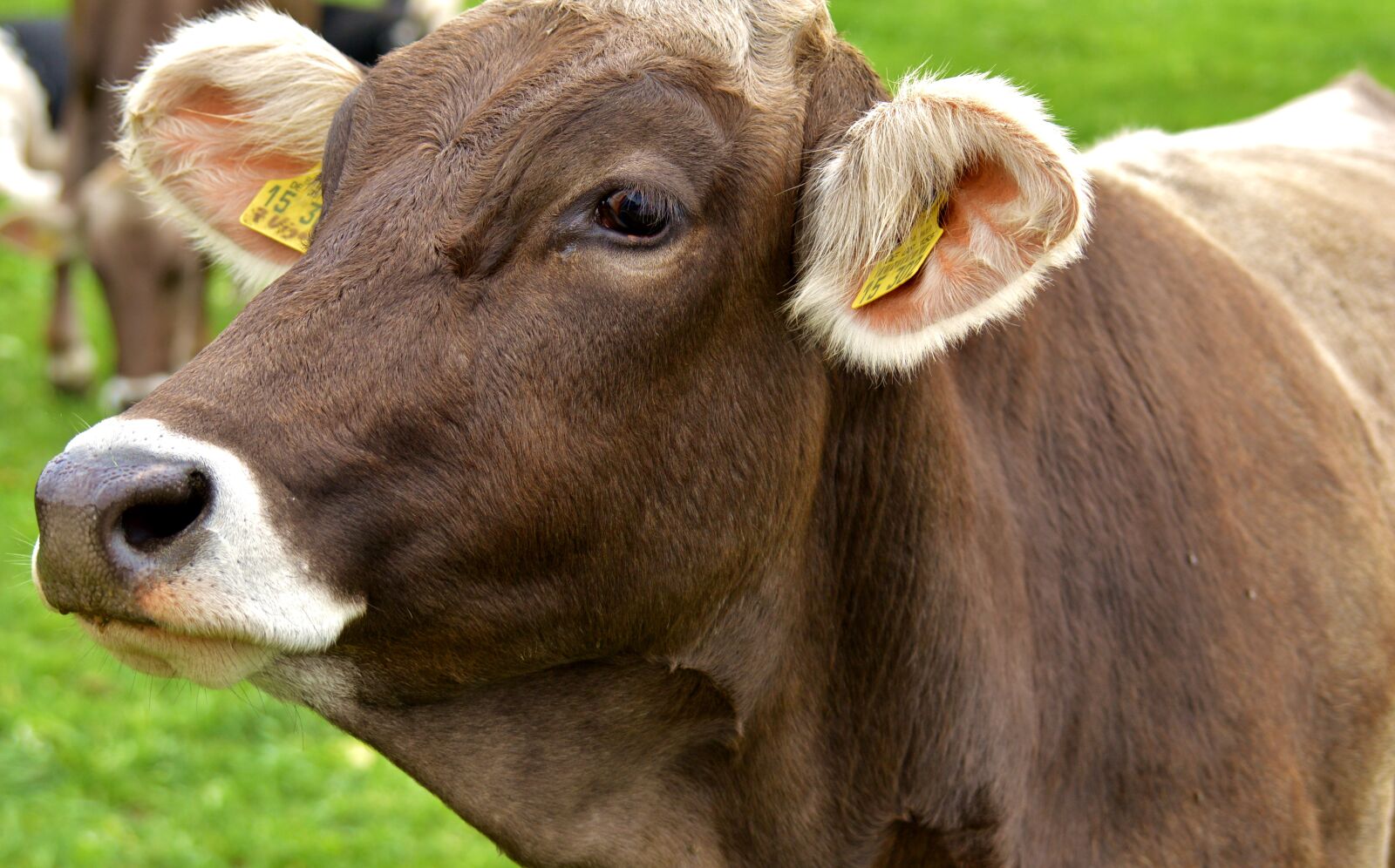 Nikon D3200 sample photo. Cow, allgäu, cows photography