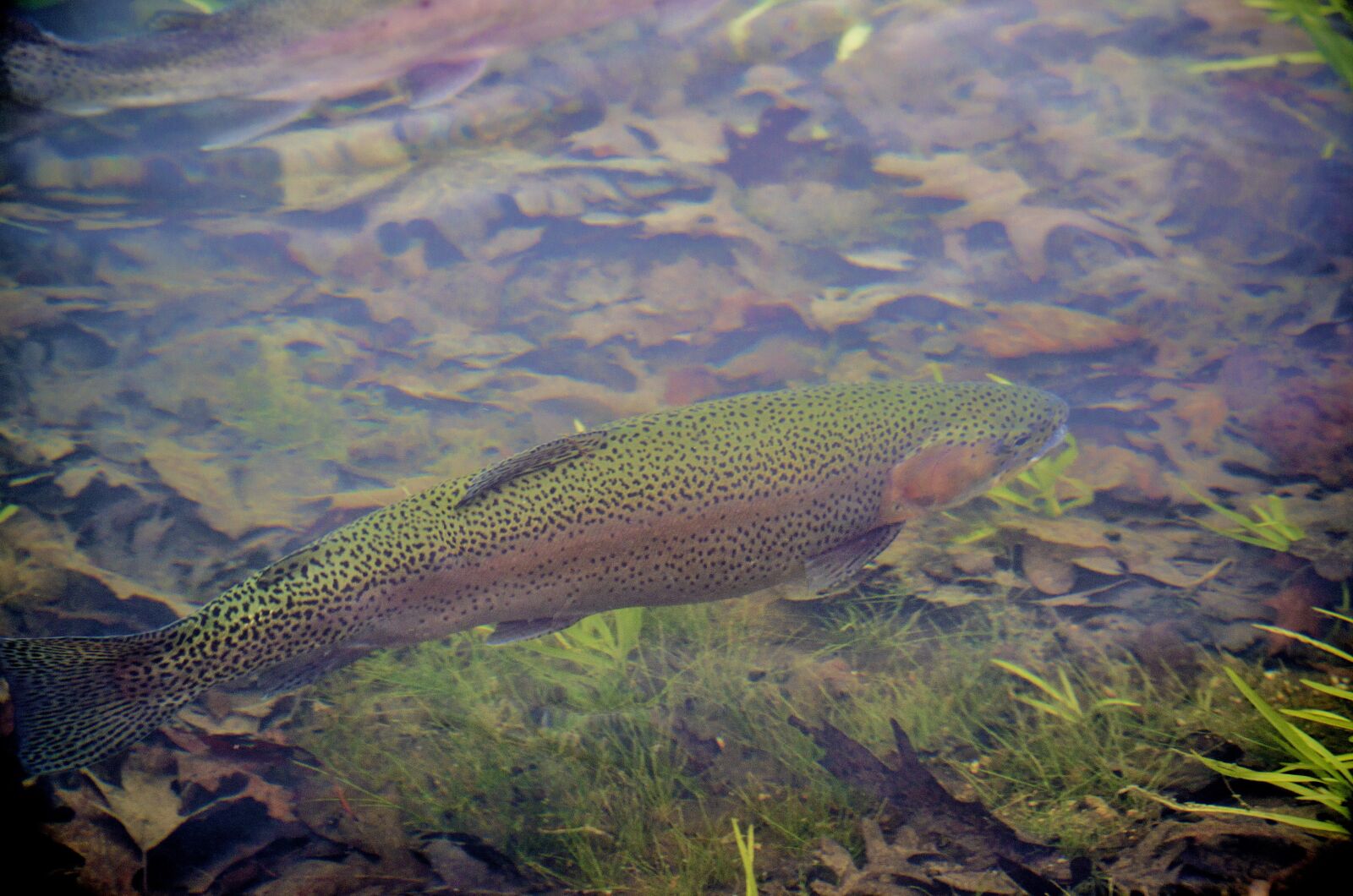 Nikon D7000 sample photo. Fish, trout, salmon photography