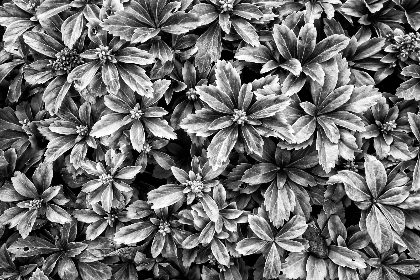 Sony Cyber-shot DSC-RX100 sample photo. Succulent, plant, garden photography