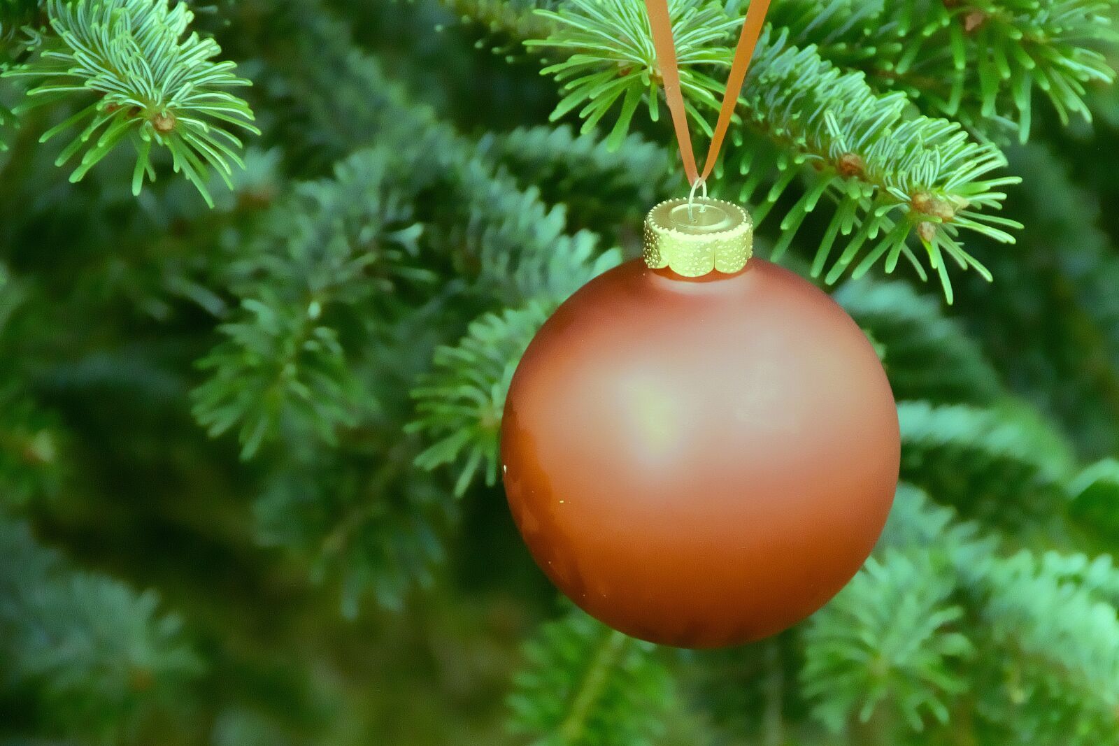 Canon EOS 600D (Rebel EOS T3i / EOS Kiss X5) sample photo. Weihnachtsbaumschmuck, ball, fir tree photography