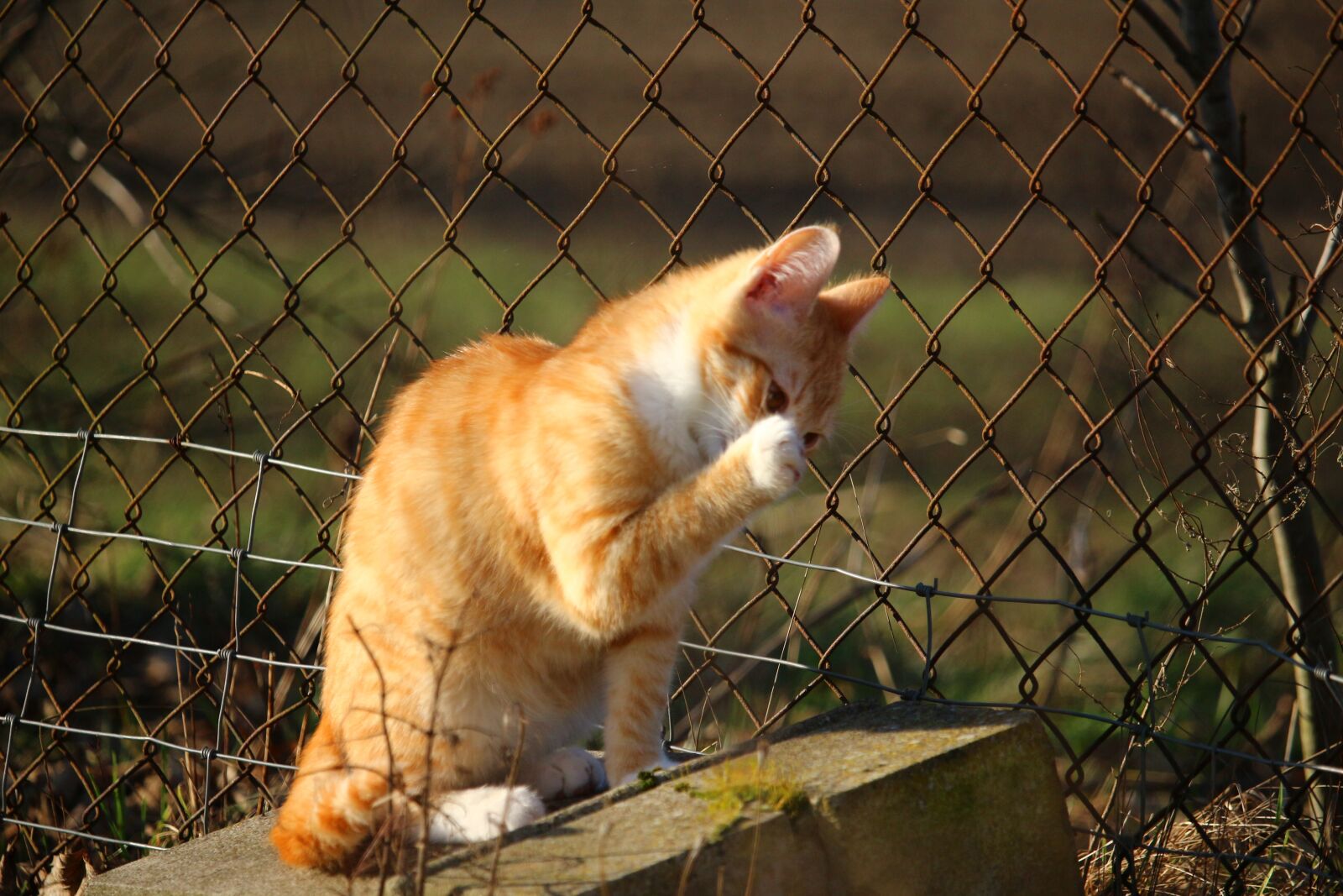 Canon EOS 100D (EOS Rebel SL1 / EOS Kiss X7) sample photo. Cat, kitten, mackerel photography