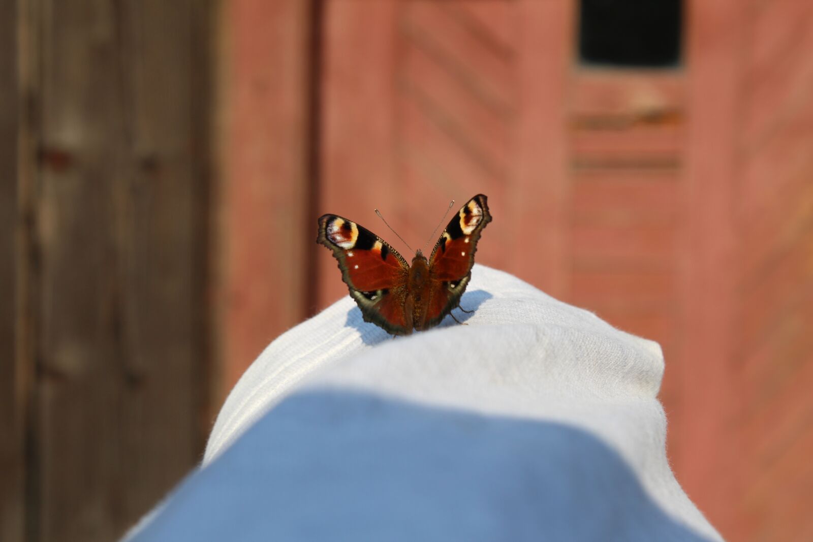 Canon EOS 1300D (EOS Rebel T6 / EOS Kiss X80) sample photo. Butterfly, the background, nature photography
