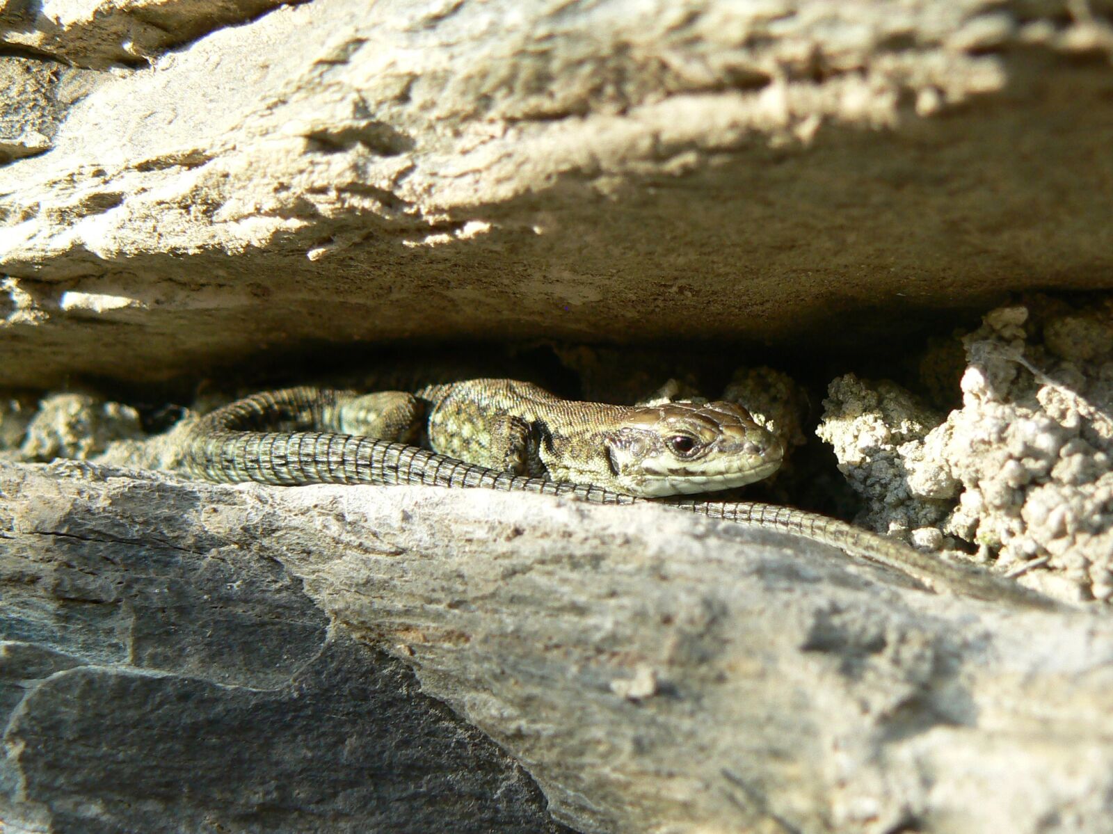 Panasonic DMC-FZ7 sample photo. Lizard, reptile, rock photography