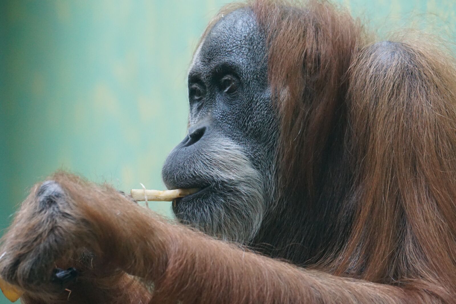 Sony ILCA-77M2 + Sony 70-400mm F4-5.6 G SSM sample photo. Orang-utan, primate, monkey photography
