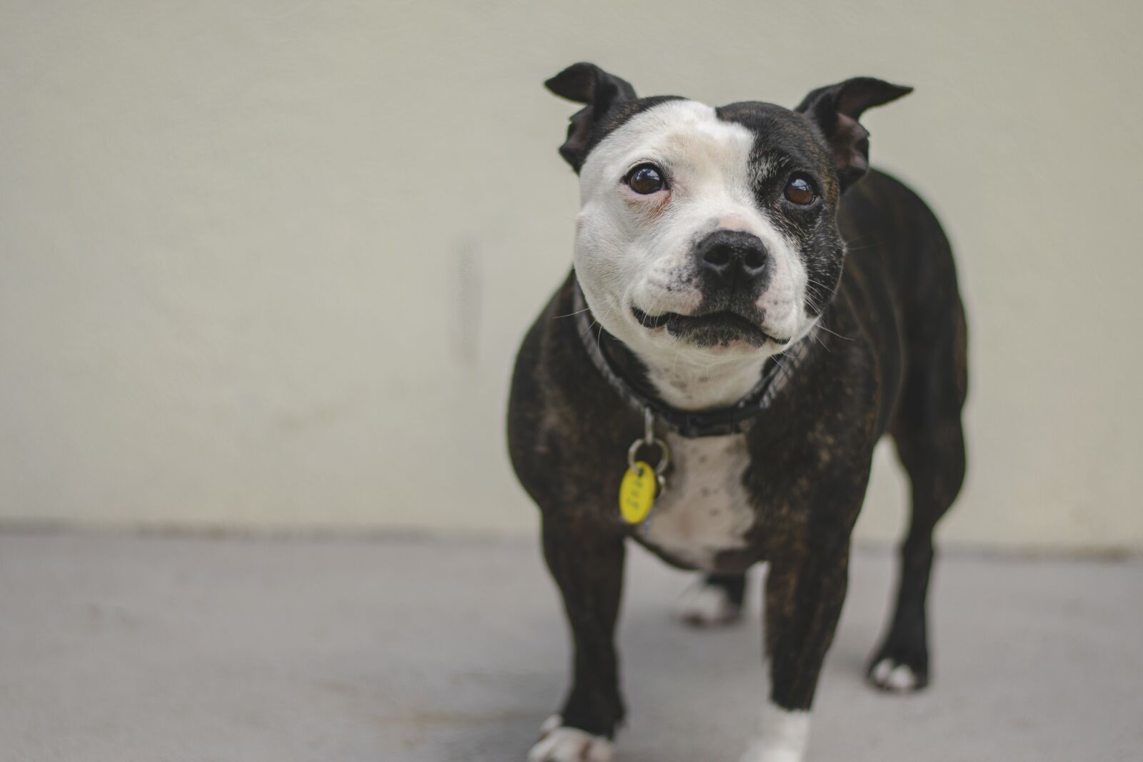Nikon D3300 sample photo. Dog, friend, cute photography