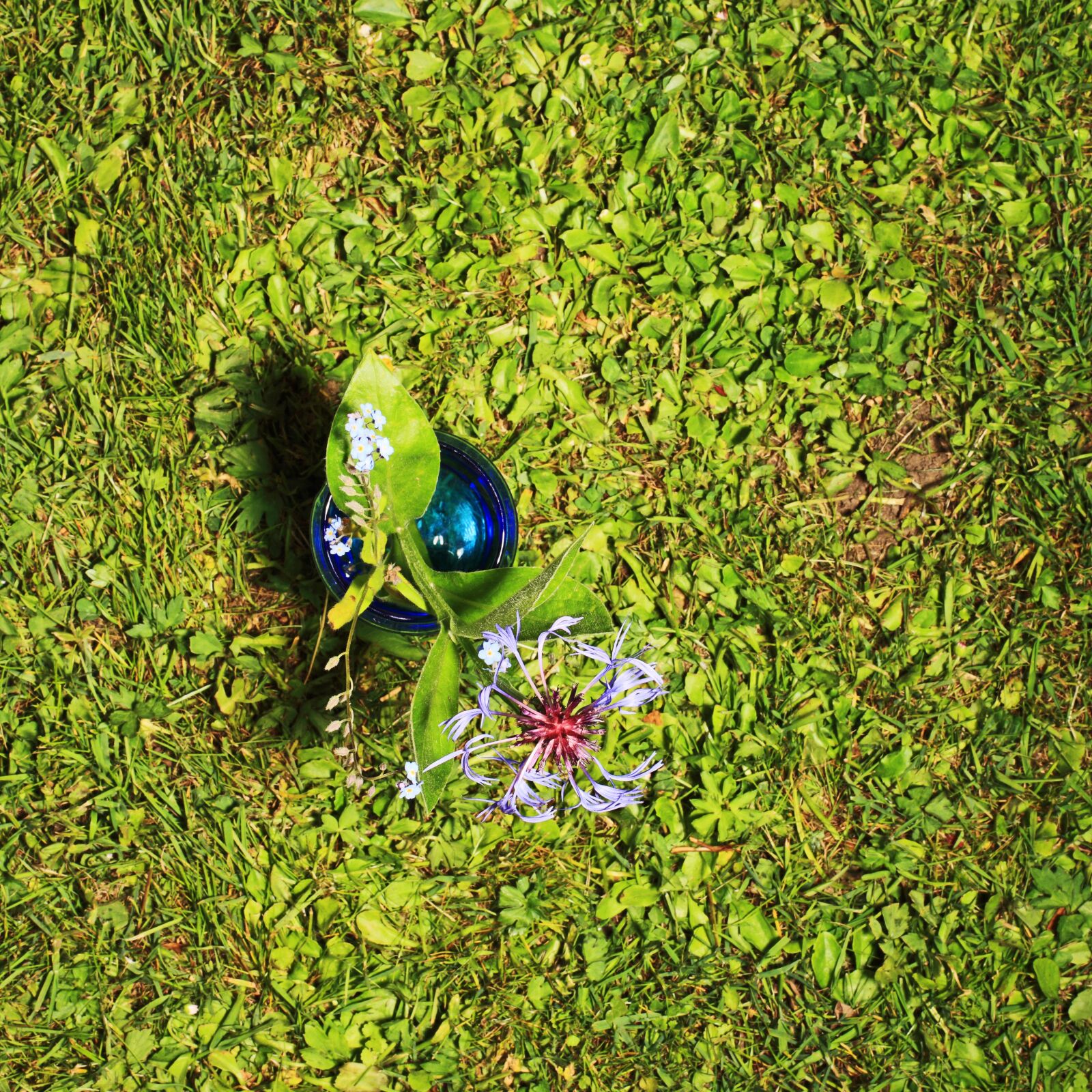Canon EOS-1Ds Mark III sample photo. Flower, from above, grass photography