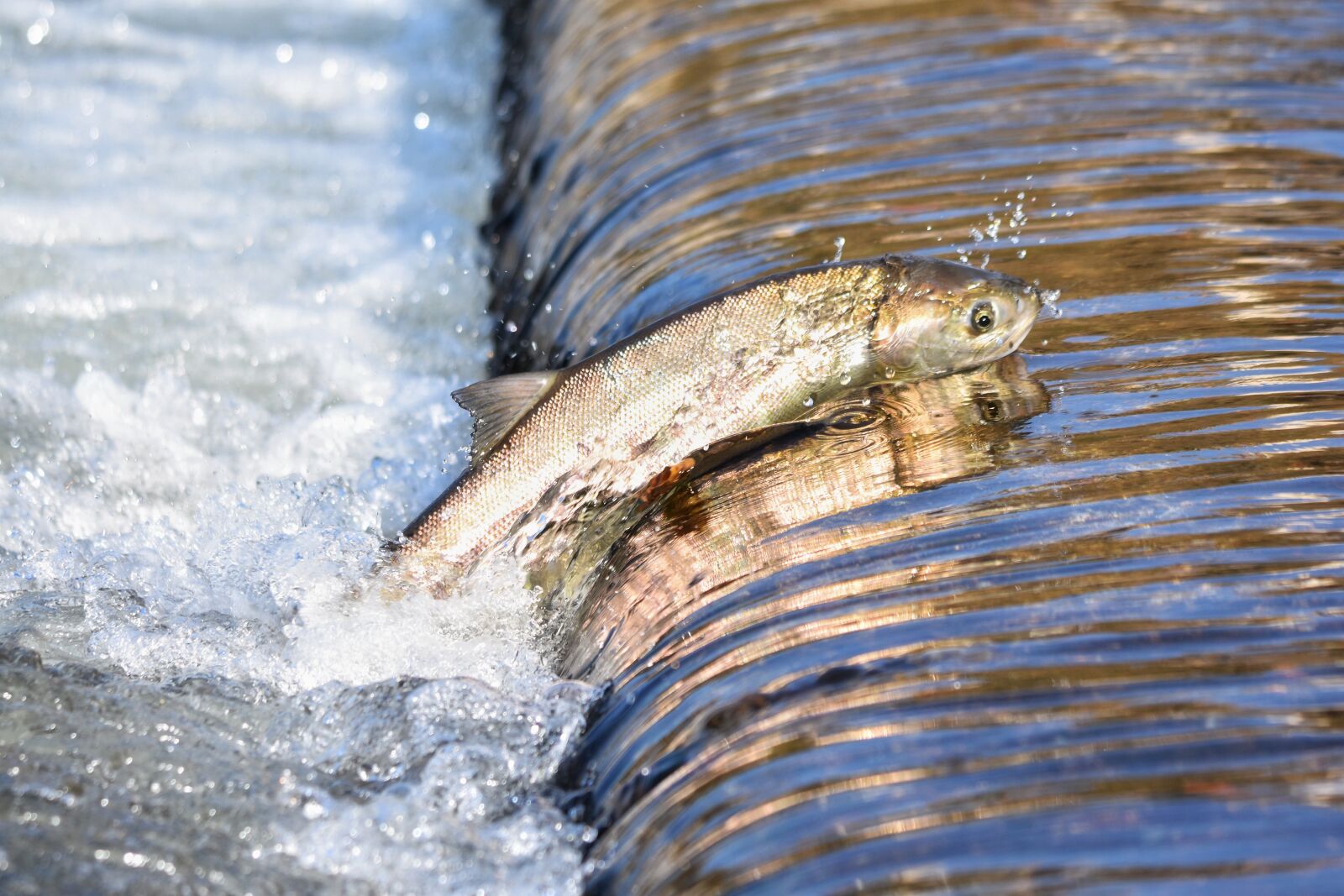 Nikon D7200 sample photo. Natural, landscape, river photography