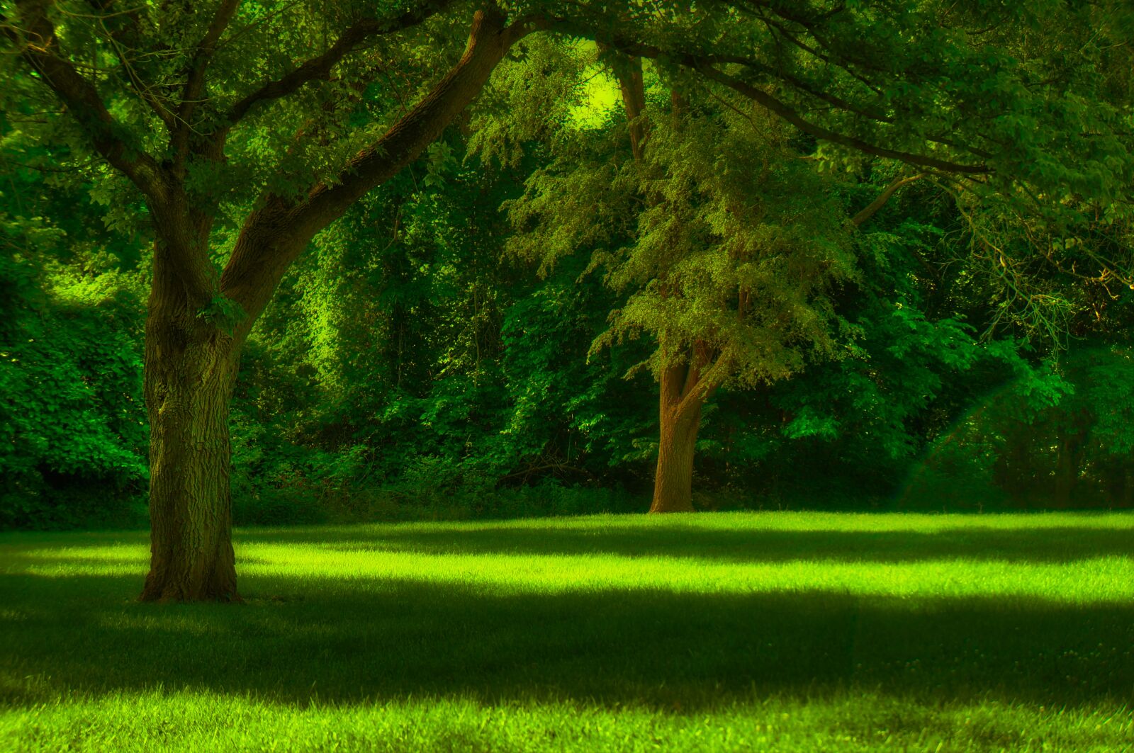 Sony Alpha NEX-5N sample photo. Green, trees, grass photography