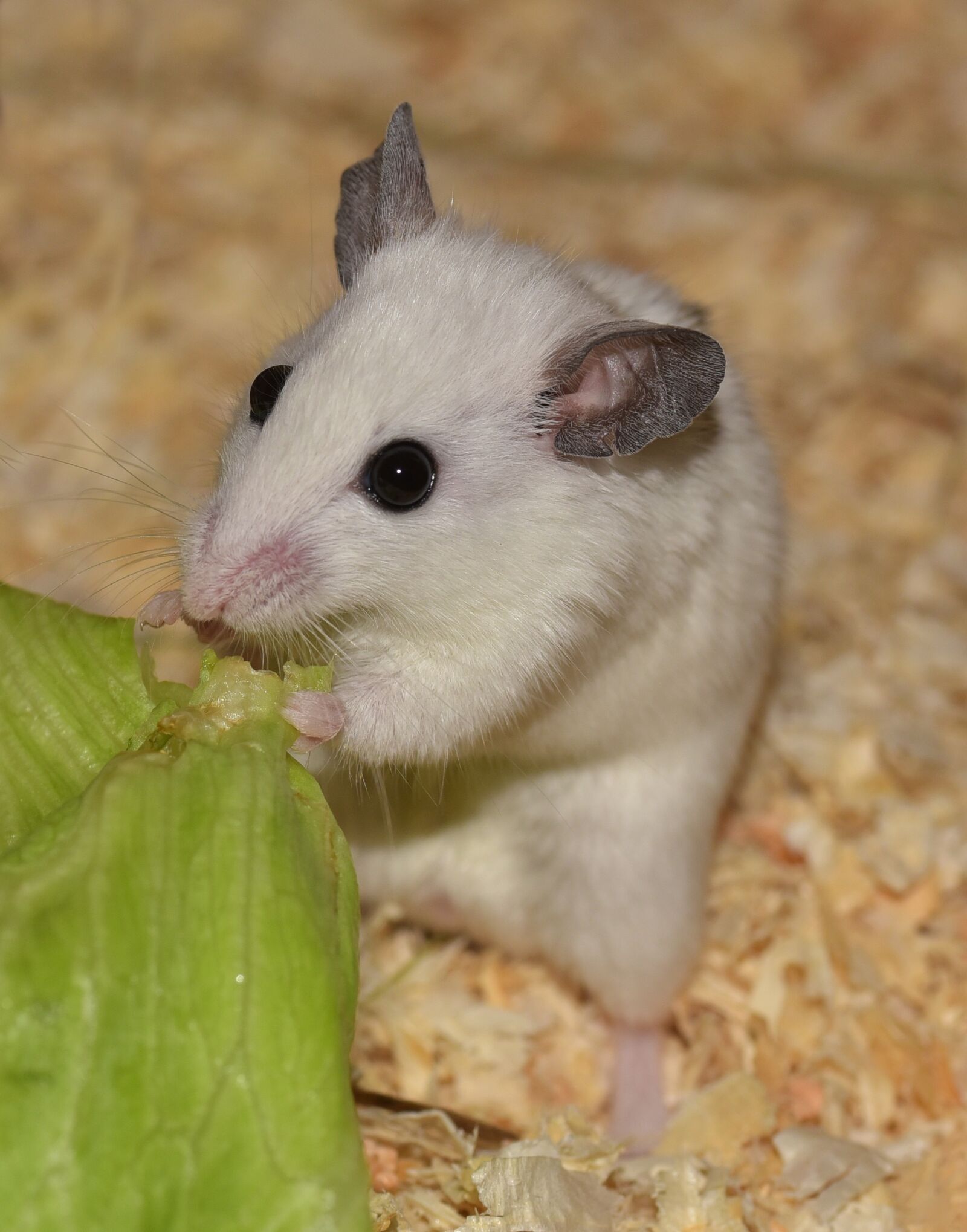Nikon D750 sample photo. Rodent, mouse, nager photography