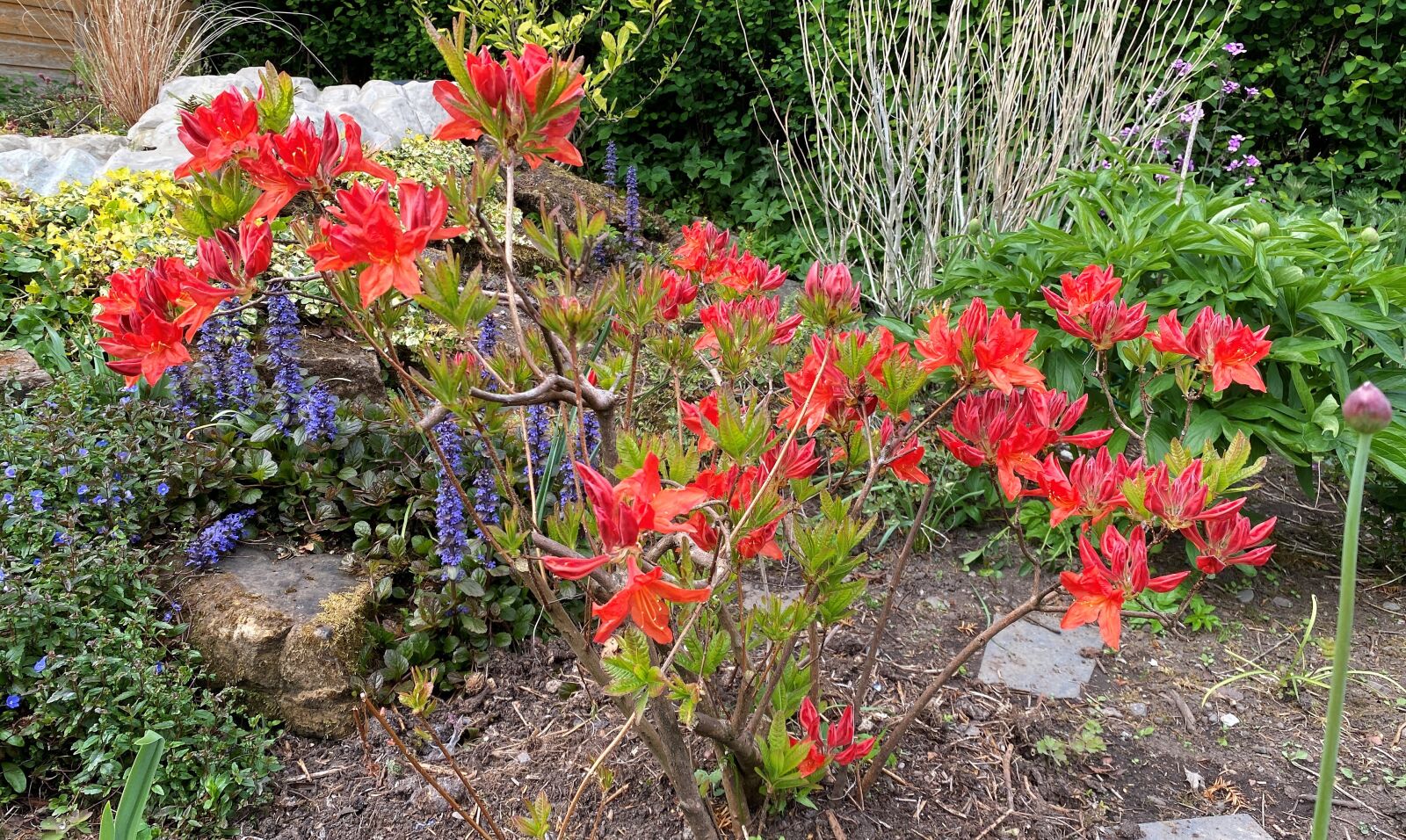 Apple iPhone 11 sample photo. Red azalea, red, green photography