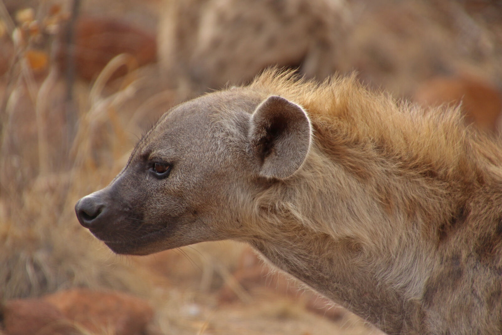 Canon EOS 7D Mark II sample photo. Animal, bush, hyena, wild photography
