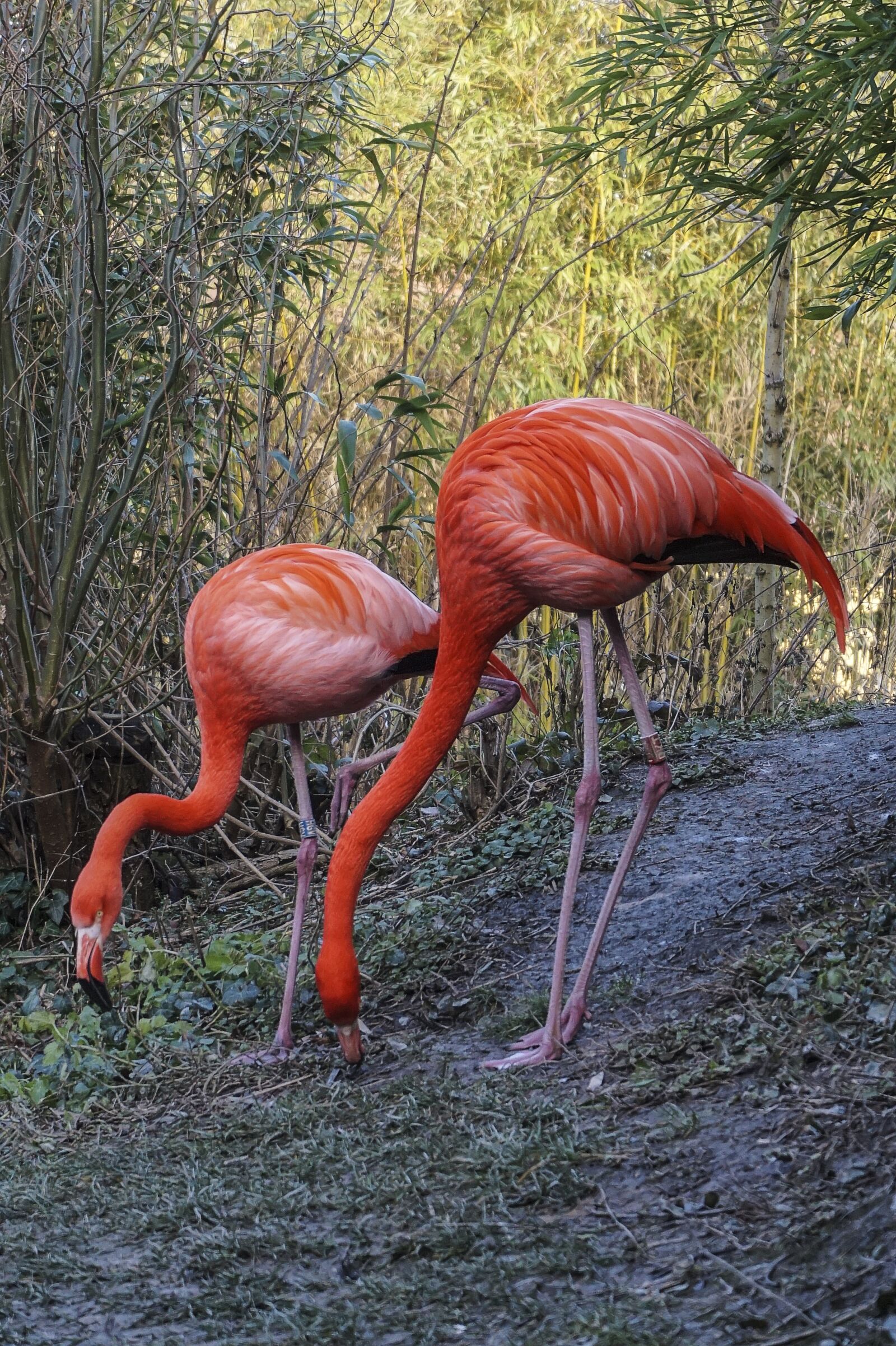Sony Alpha a5000 (ILCE 5000) sample photo. Flamingo, zoo, water photography