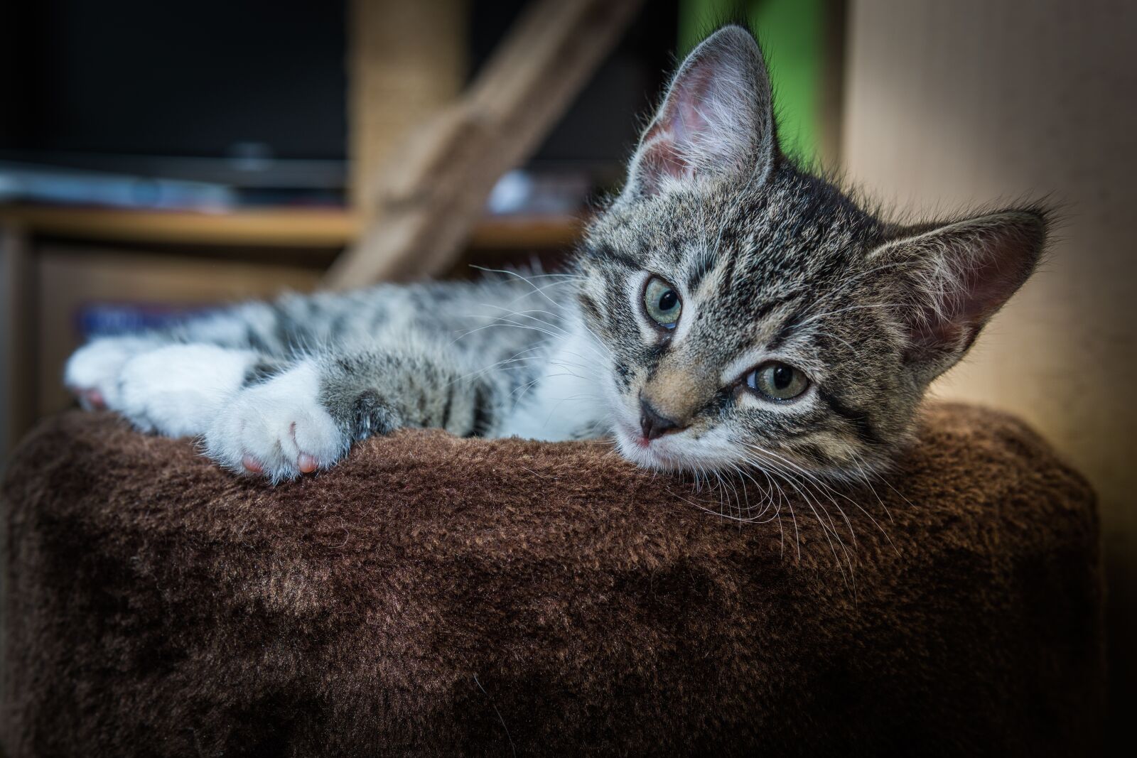 30mm F1.4 DC DN | Contemporary 016 sample photo. Cat, small, mackerel photography