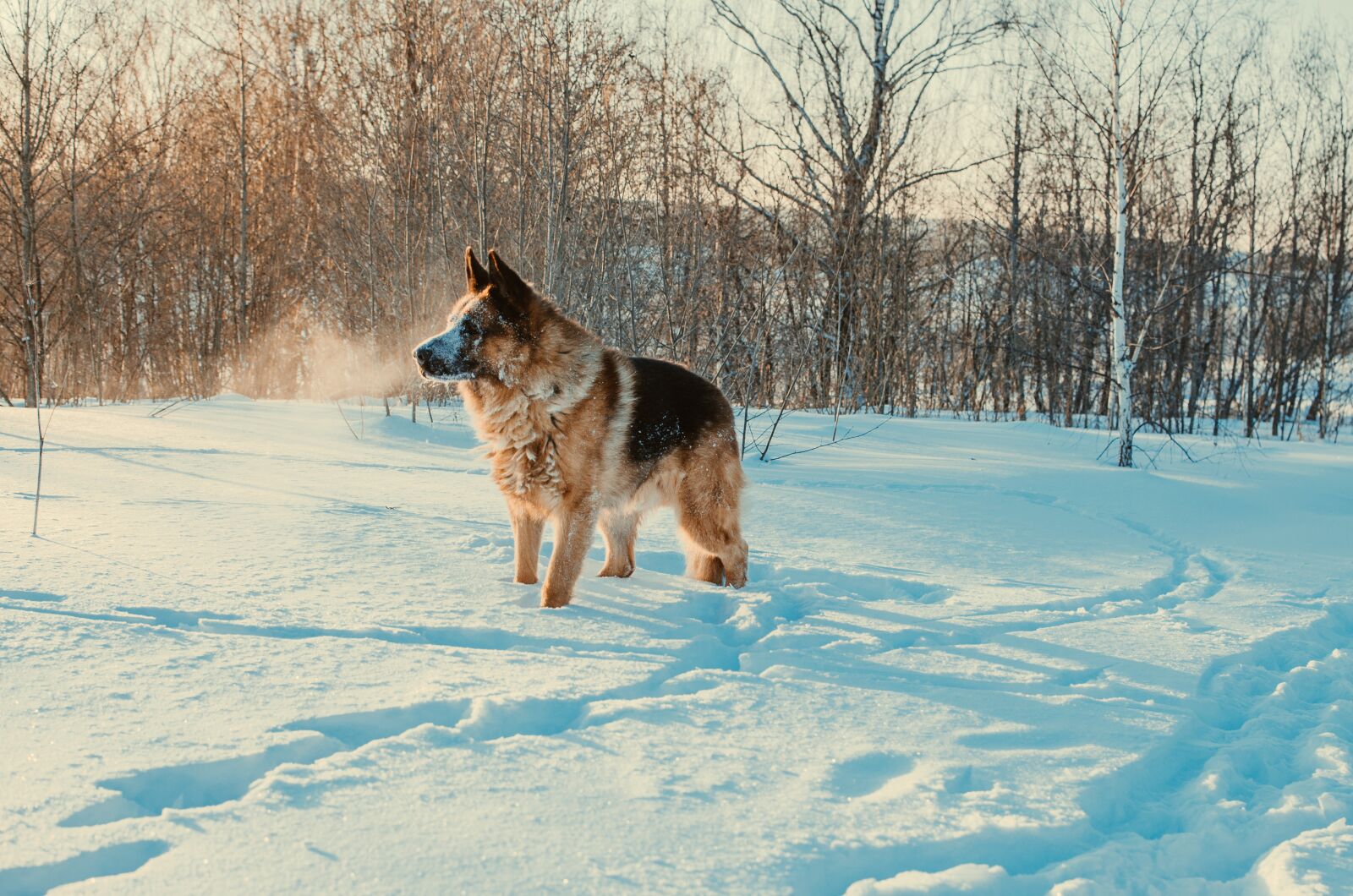 Nikon D5100 sample photo. Dog, winter, snow photography