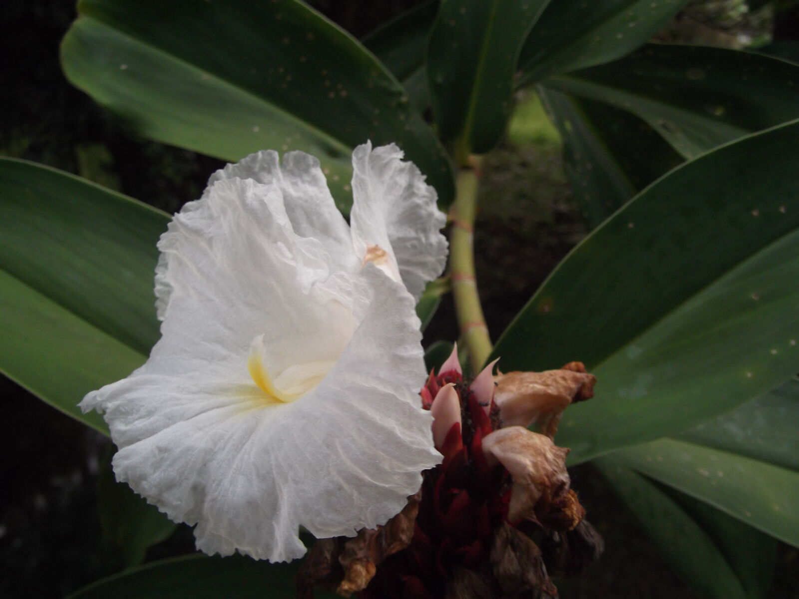 Fujifilm FinePix JX280 sample photo