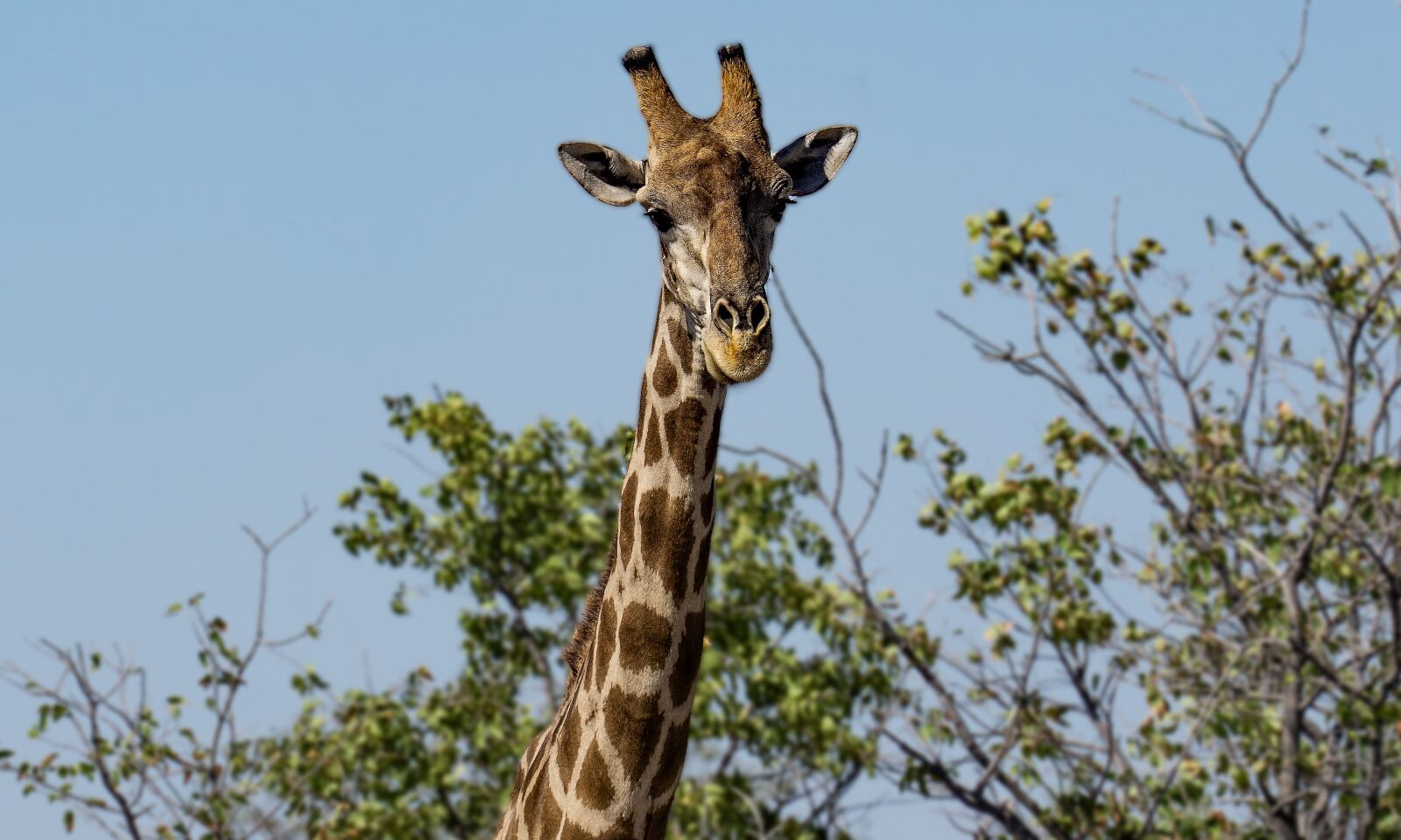 Sony a6000 + Sony FE 70-300mm F4.5-5.6 G OSS sample photo. Simbabwe, giraffe, wildlife photography