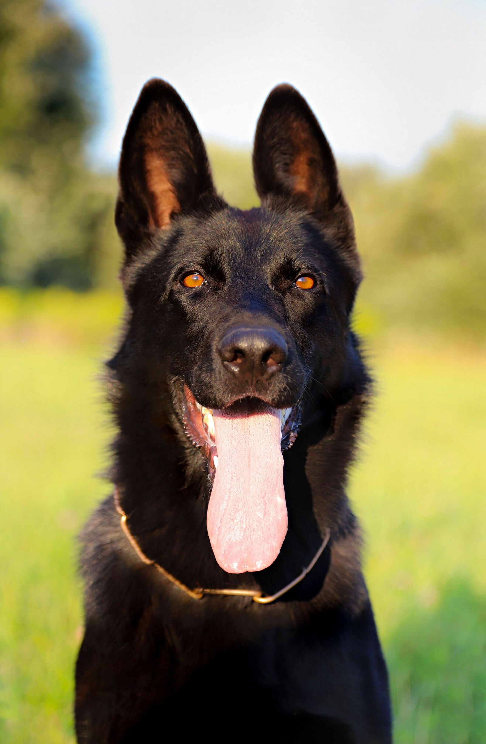 Canon EOS 6D Mark II sample photo. Black, german shepherd, dog photography