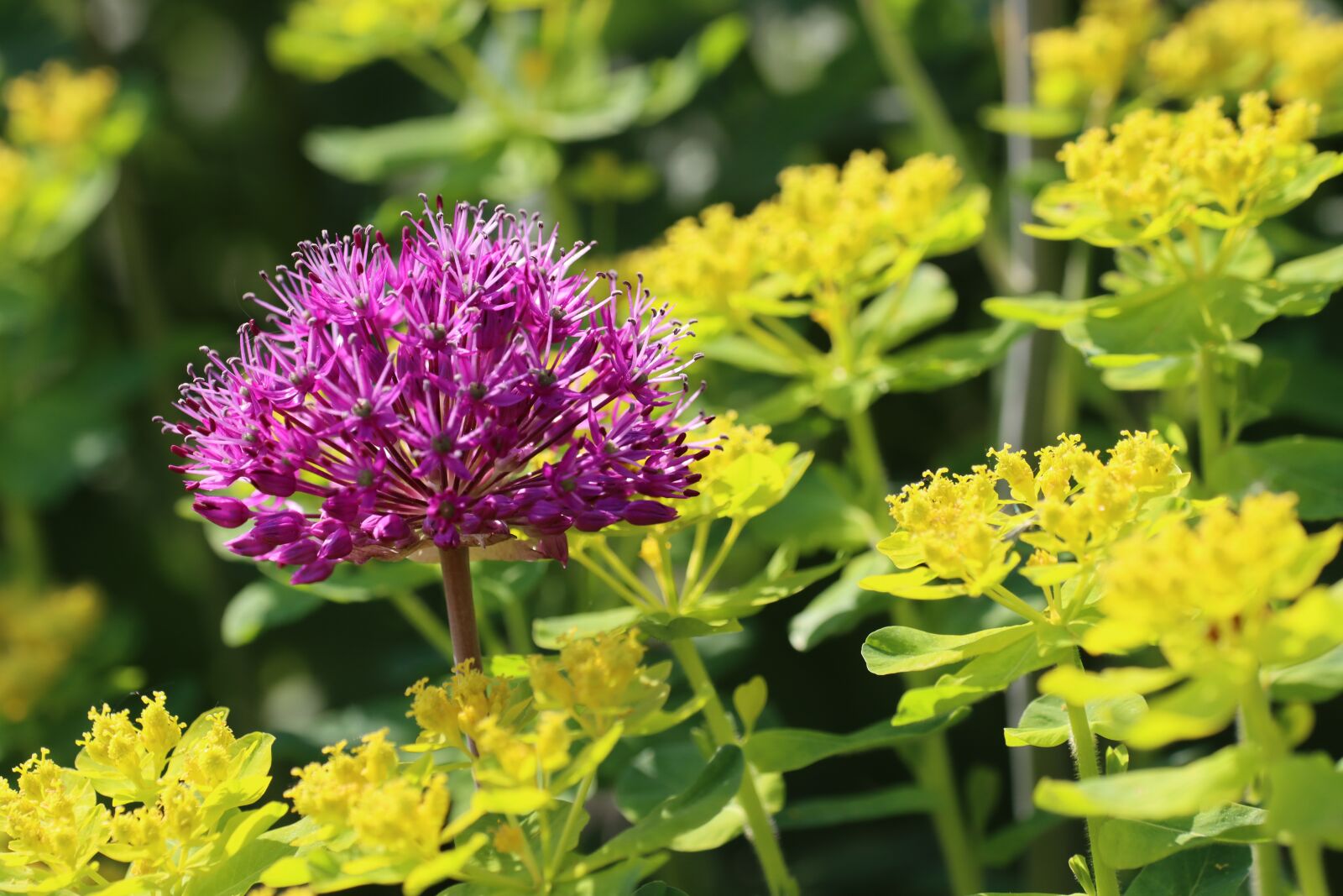 Canon EOS 90D sample photo. Flowers, shrub, blossom photography