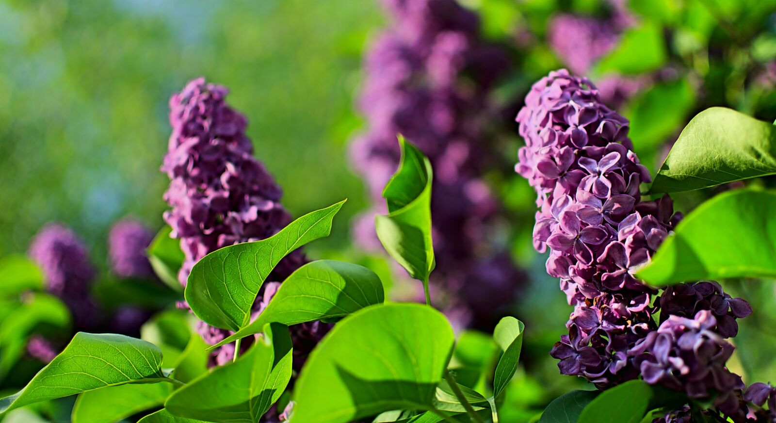 Nikon D5100 sample photo. Spring, lilac flower, violet photography