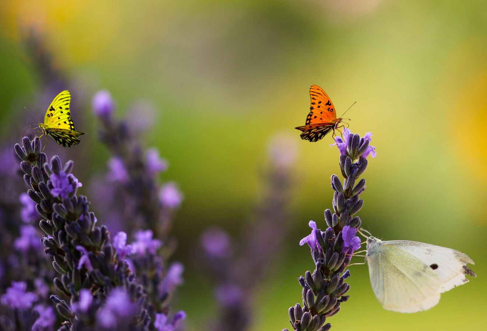 Canon EOS 70D sample photo. Nature, animal world, flower photography