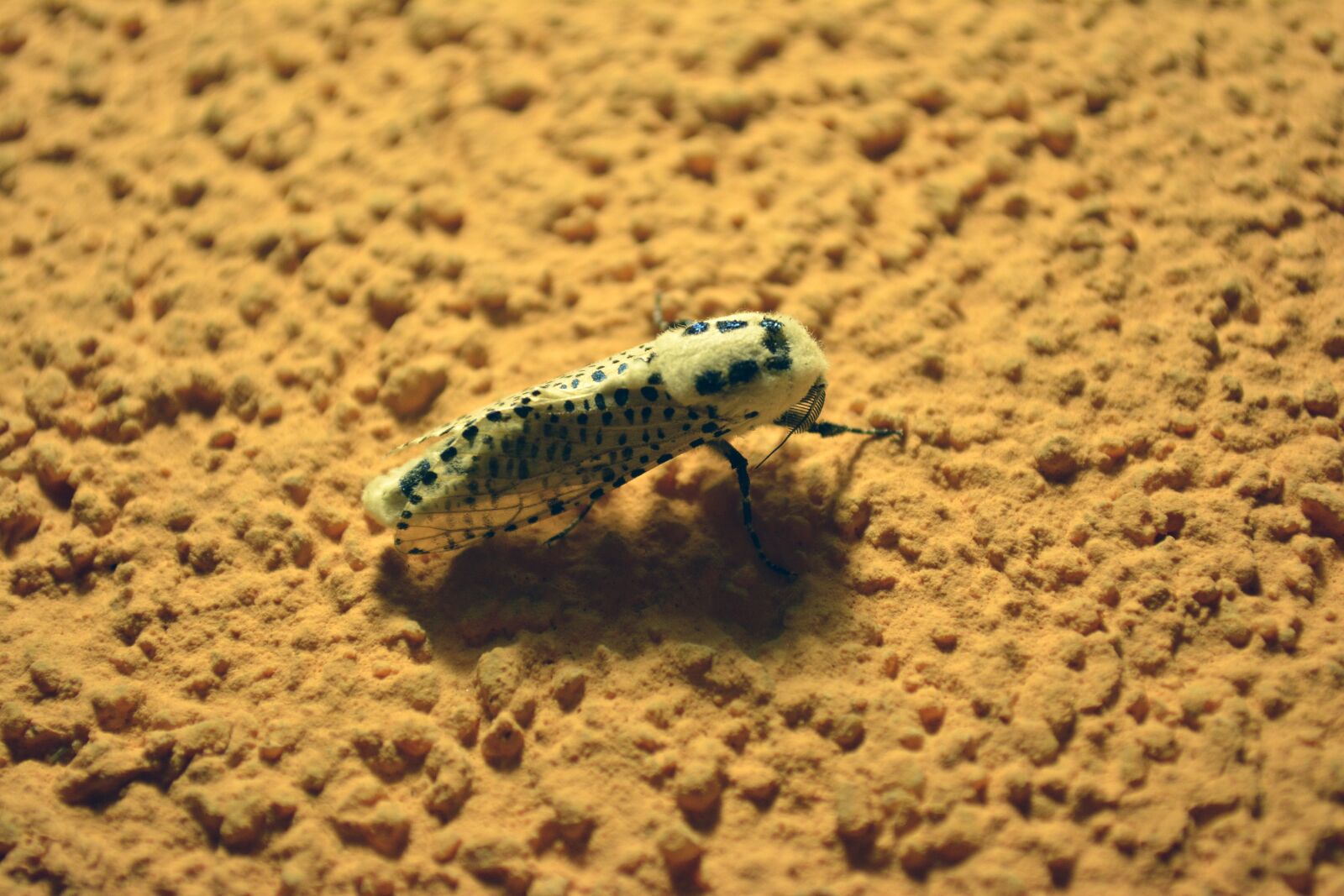 Nikon D5200 sample photo. Insect, nature, wall photography