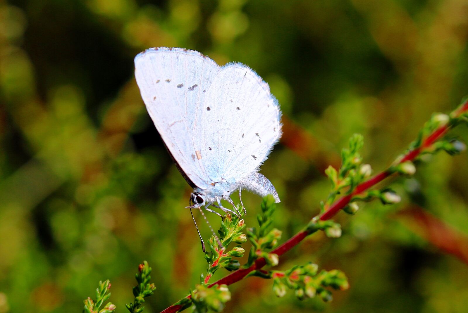 Canon EOS 650D (EOS Rebel T4i / EOS Kiss X6i) sample photo. Holly blue, celastrina argiolus photography