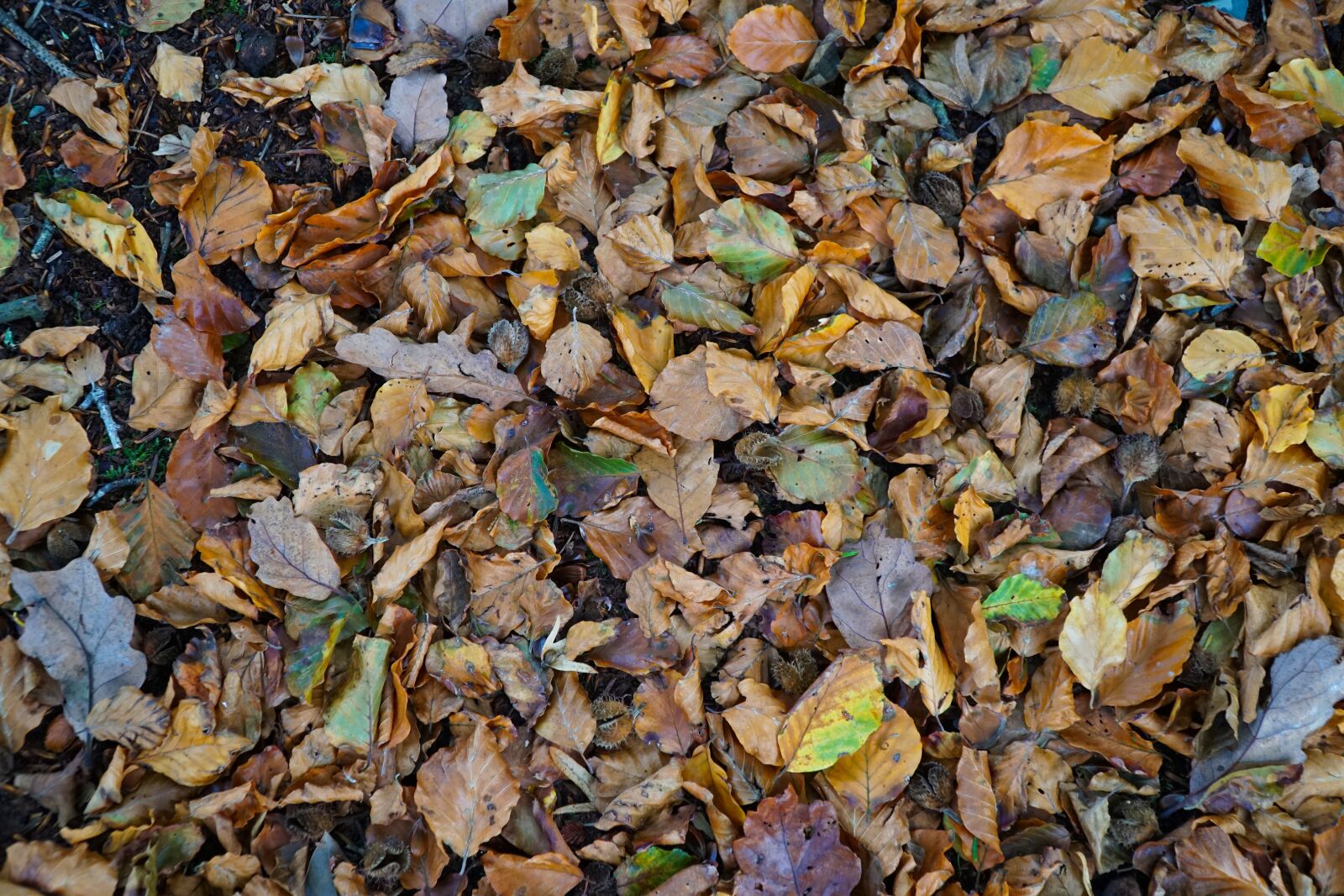 Sony E PZ 18-105mm F4 G OSS sample photo. Autumn, leaves, texture photography