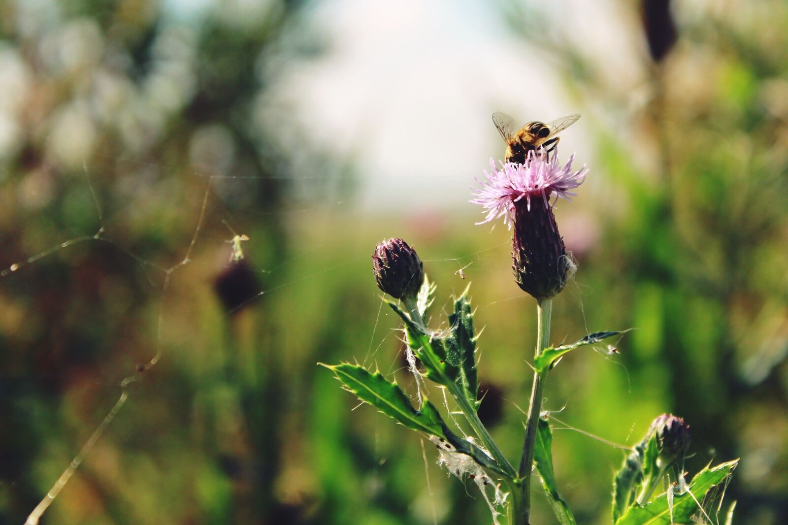 Canon EOS 1200D (EOS Rebel T5 / EOS Kiss X70 / EOS Hi) sample photo. Flower, insect, nature photography