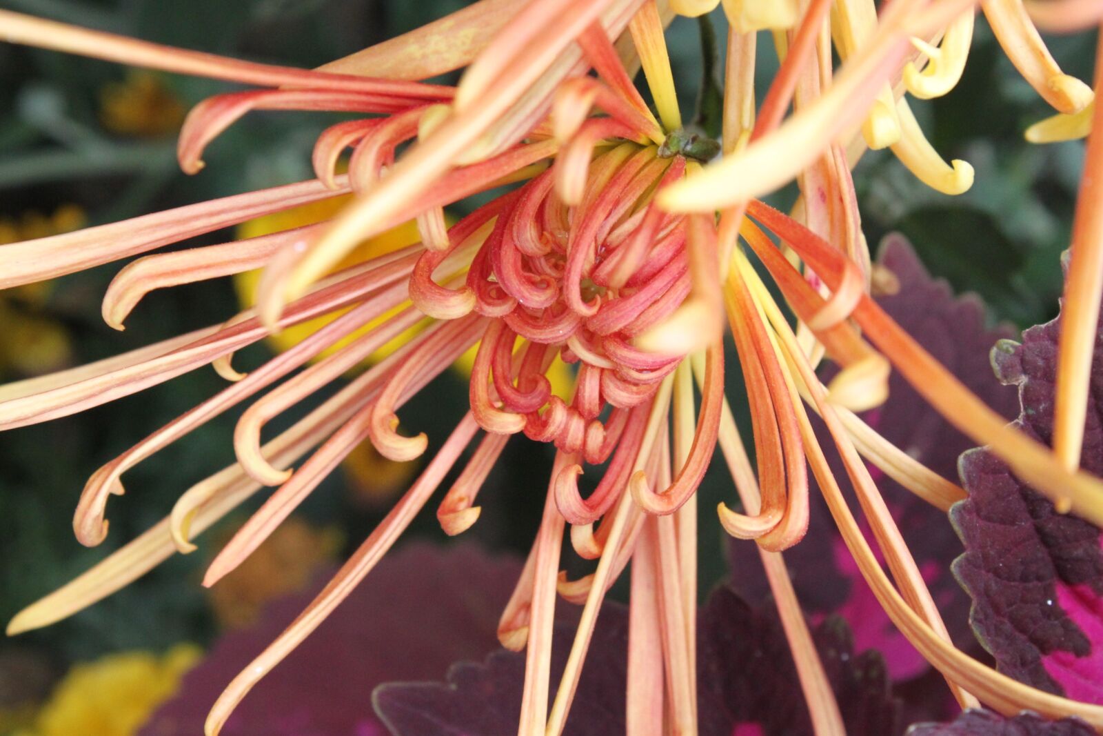 Canon EOS 500D (EOS Rebel T1i / EOS Kiss X3) sample photo. Orange, chrysanthemum, chung yeung photography