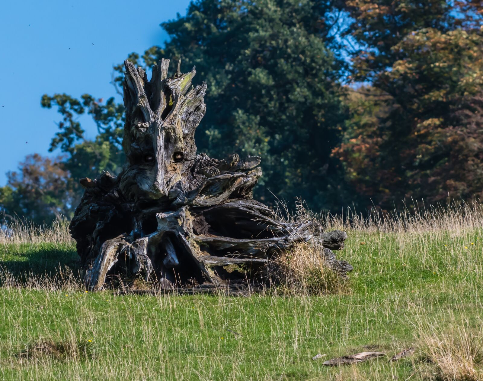 Nikon D500 sample photo. Nature, trunk, wood photography