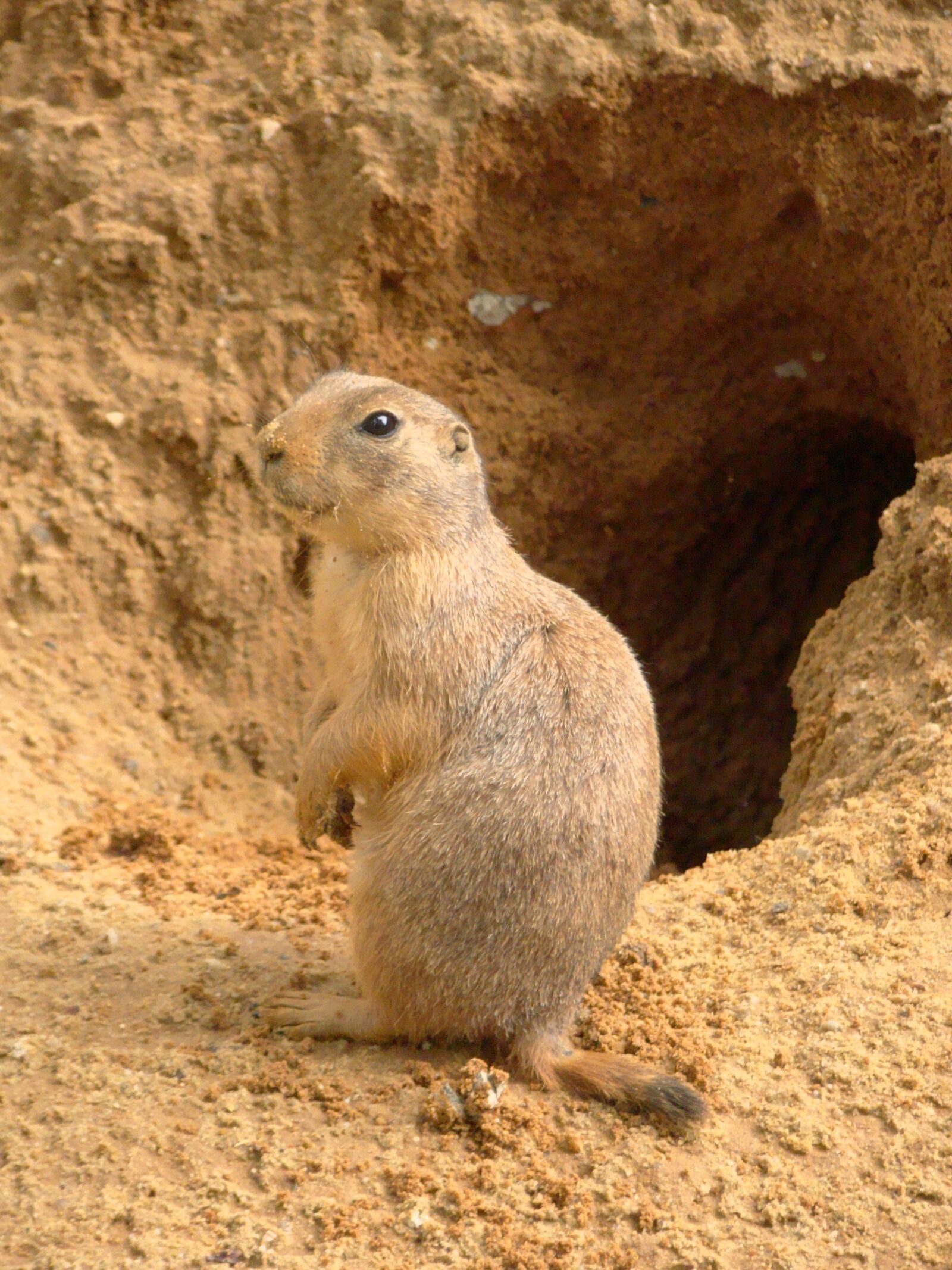Sony Cyber-shot DSC-H50 sample photo. Prague, czech republic, zoo photography