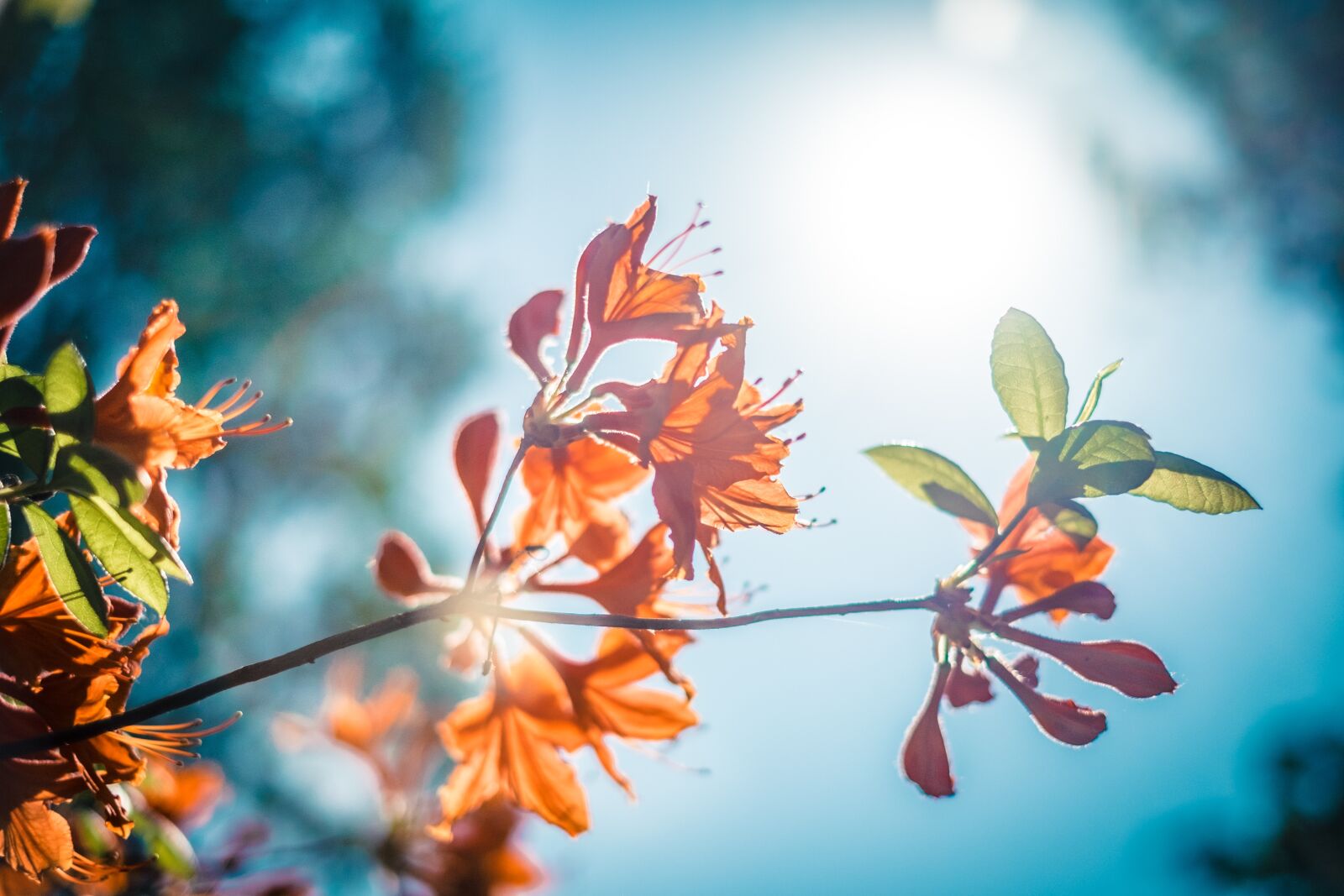 Fujifilm X-E2 sample photo. Bloom, blossom, close-up photography