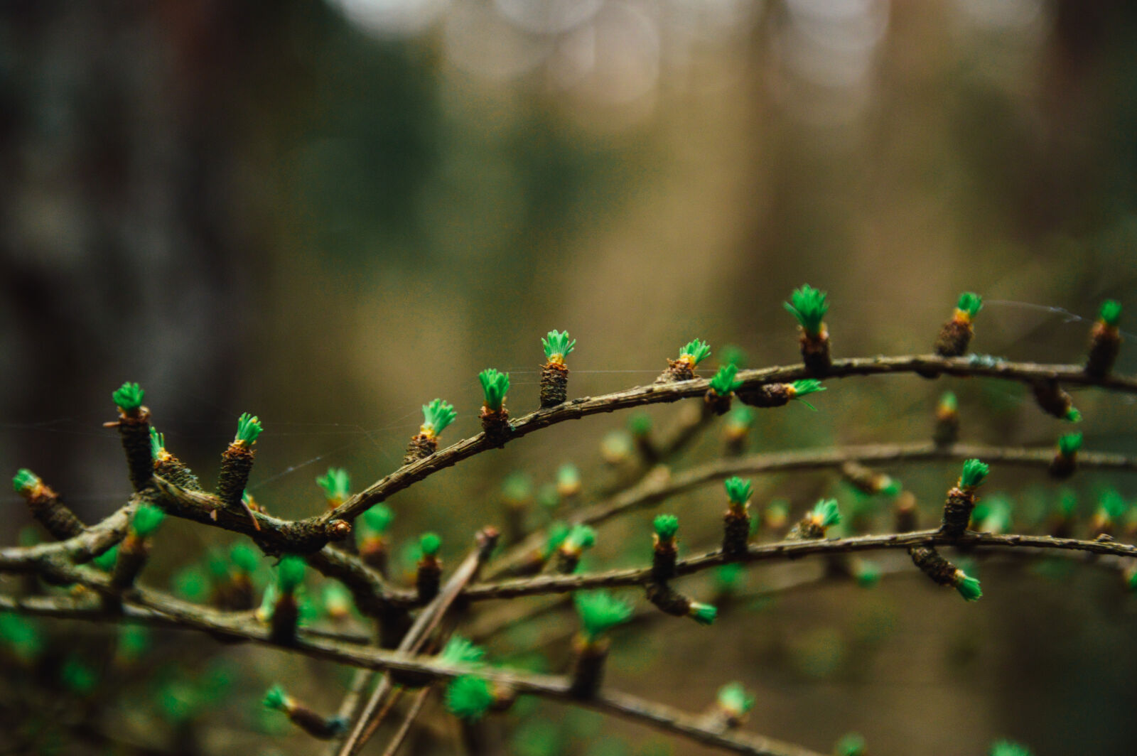 Nikon D3200 sample photo