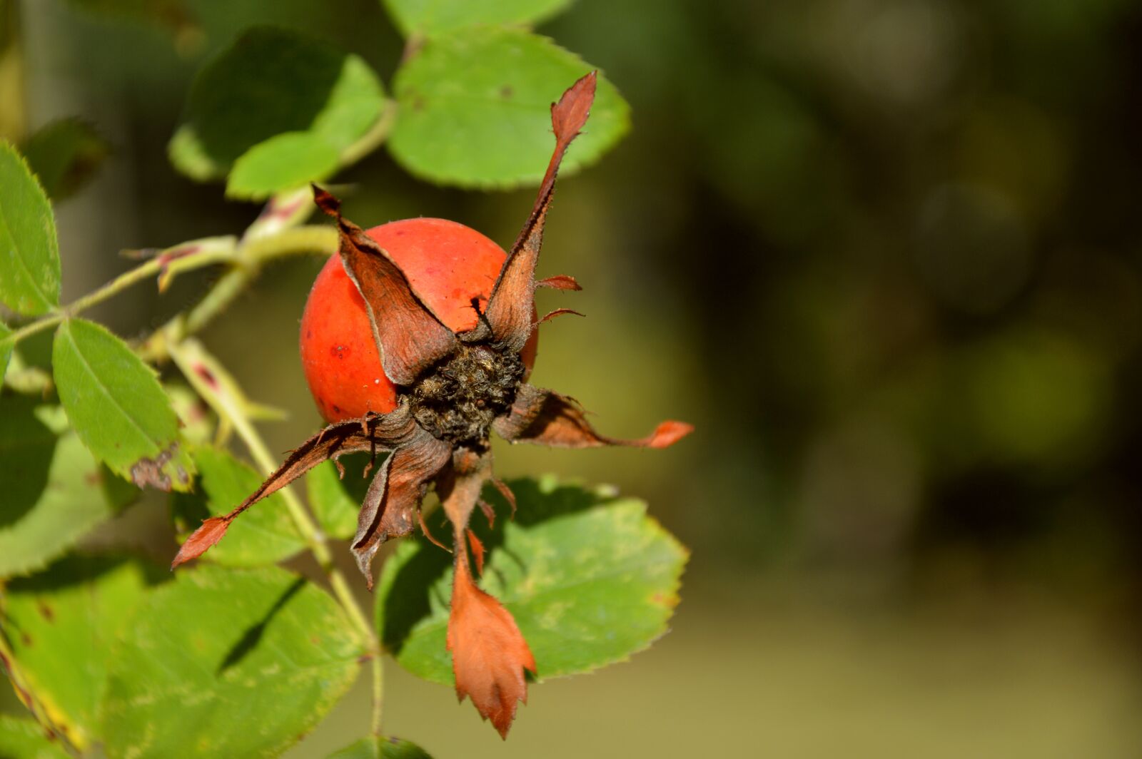 Nikon D3200 sample photo. Rose hip, fruit, rose photography